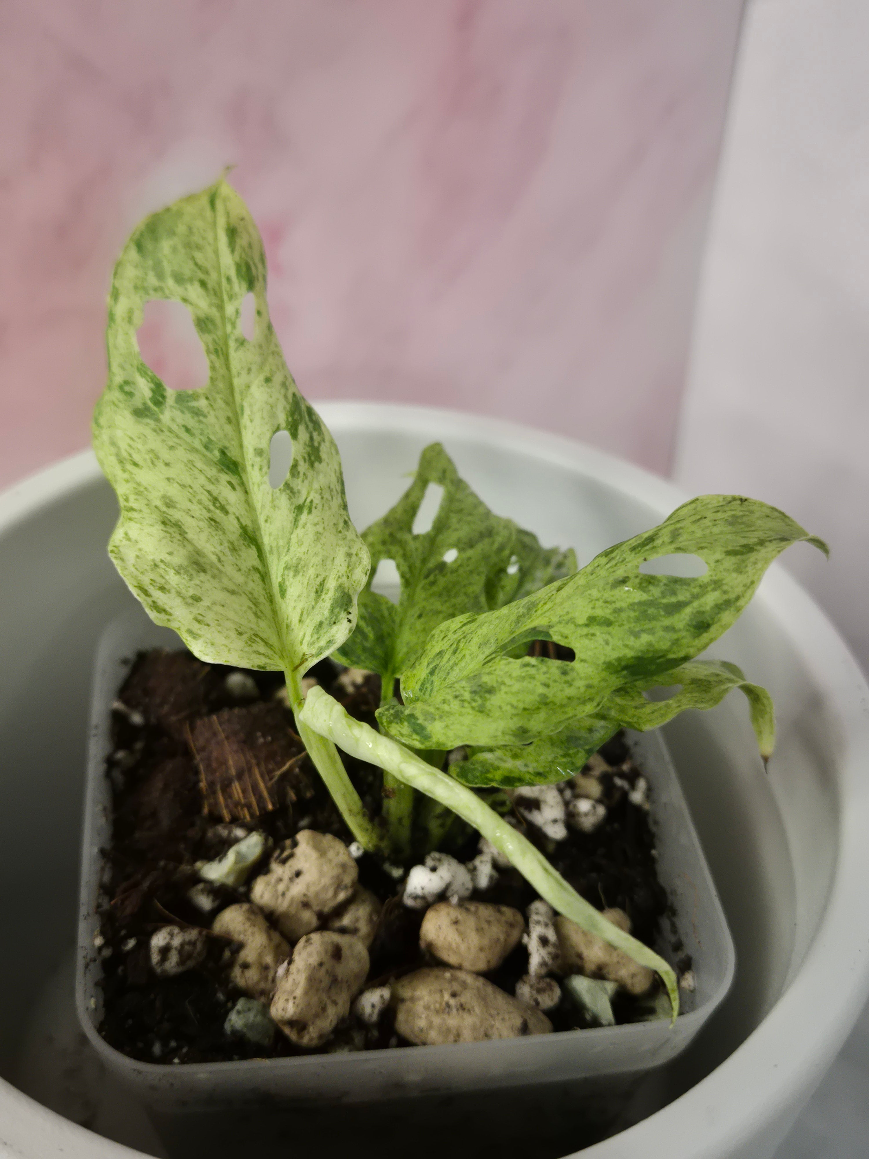 Monstera Frozen Freckles #1