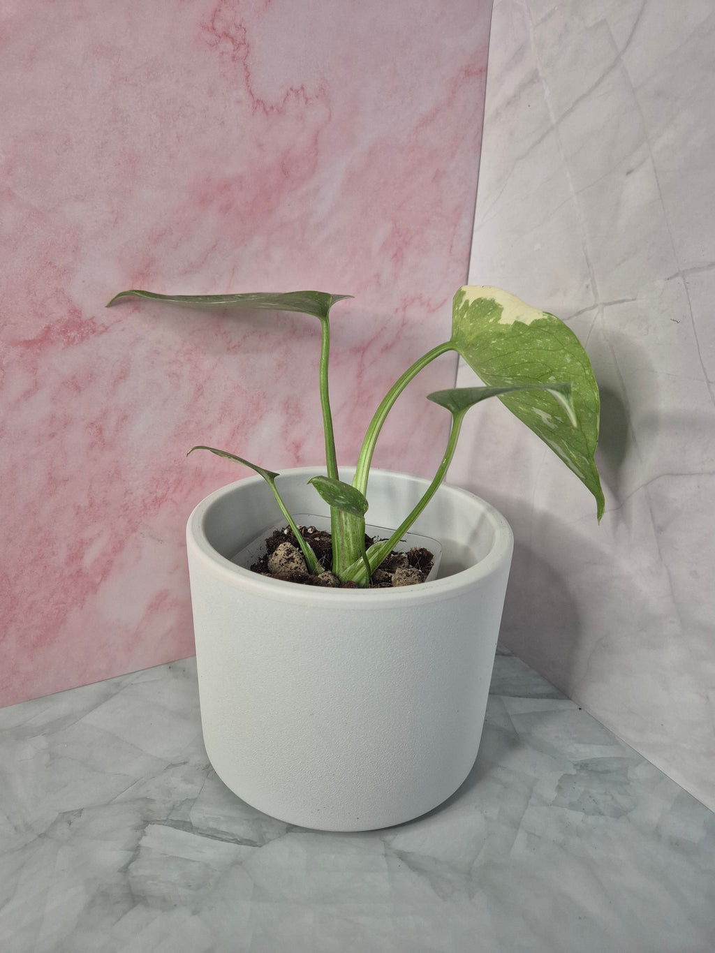 Monstera Thai Constellation #17