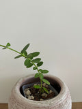 Hoya Cumingiana #1