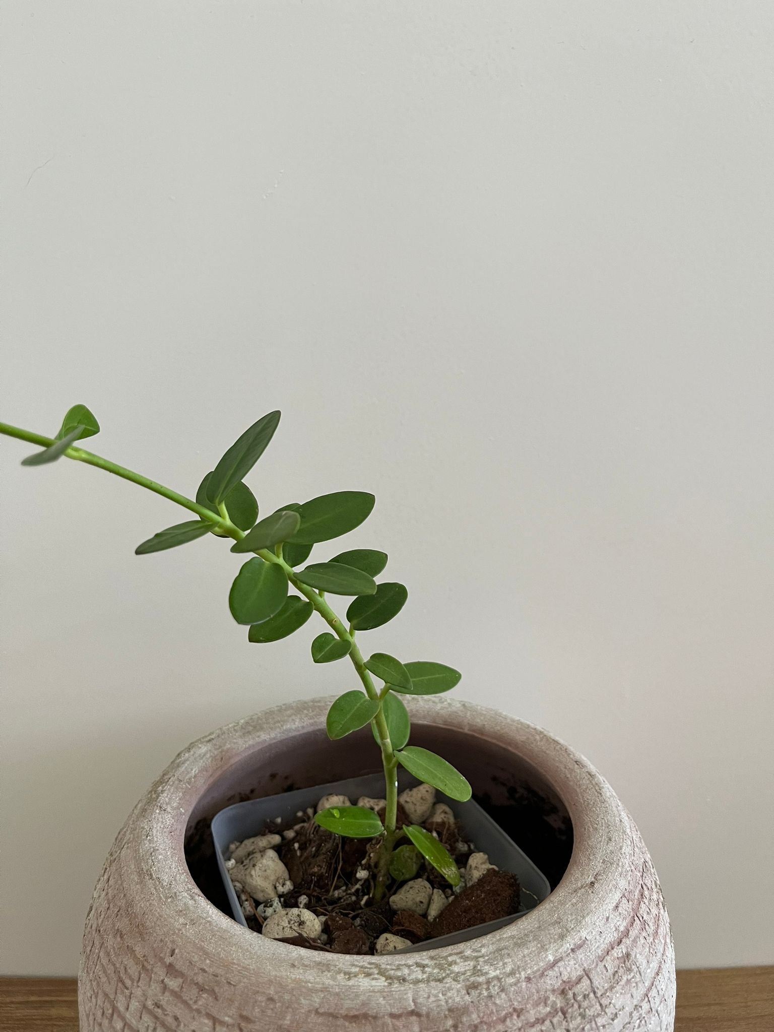 Hoya Cumingiana #1