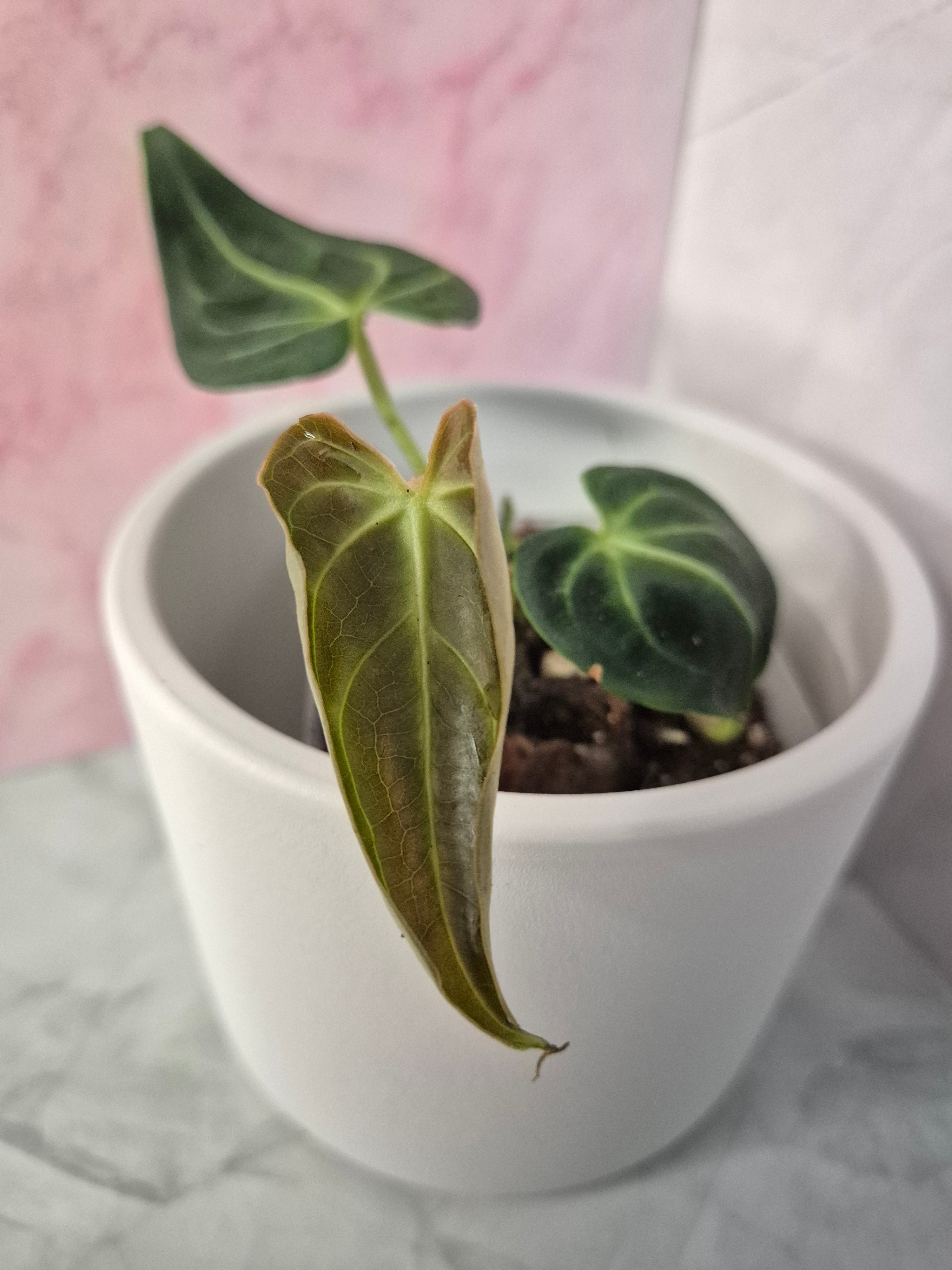 Anthurium Regale #4