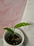 Monstera Obliqua Peru #5