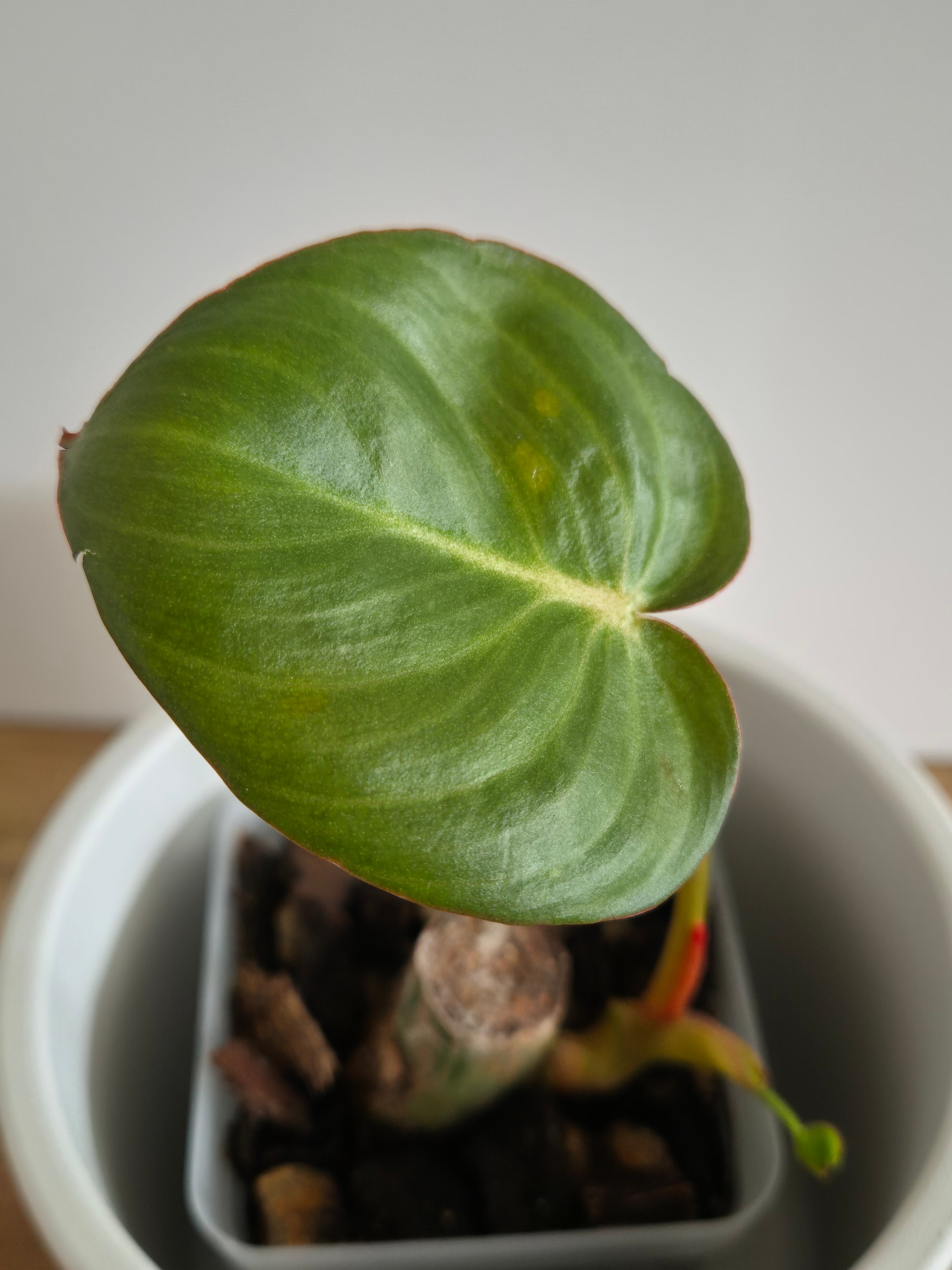 Philodendron McDowell #2