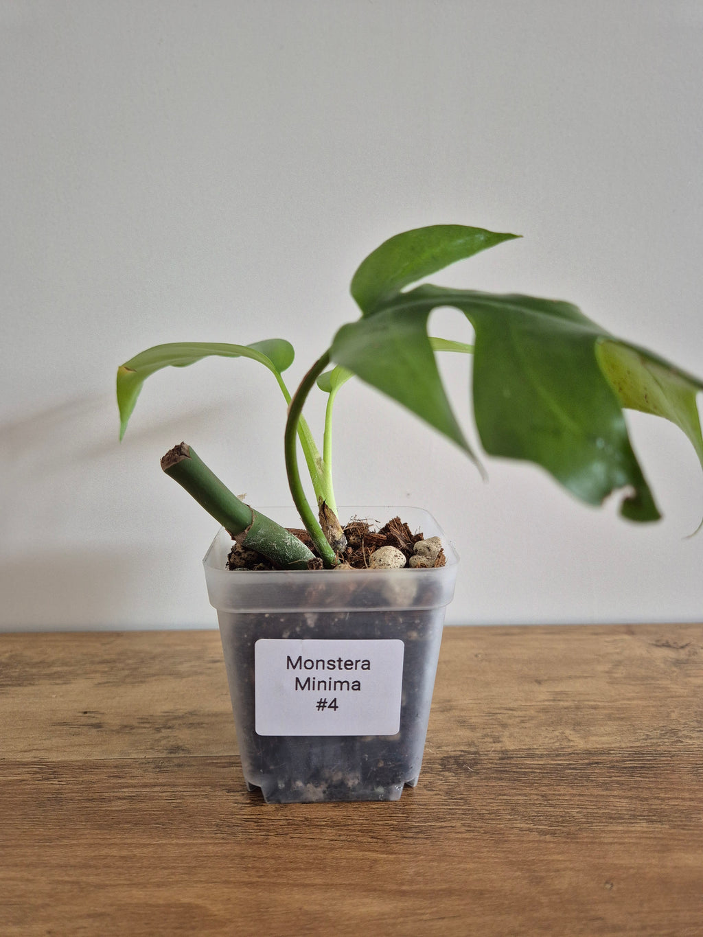 Monstera Minima #4 (Rhaphidophora Tetrasperma)