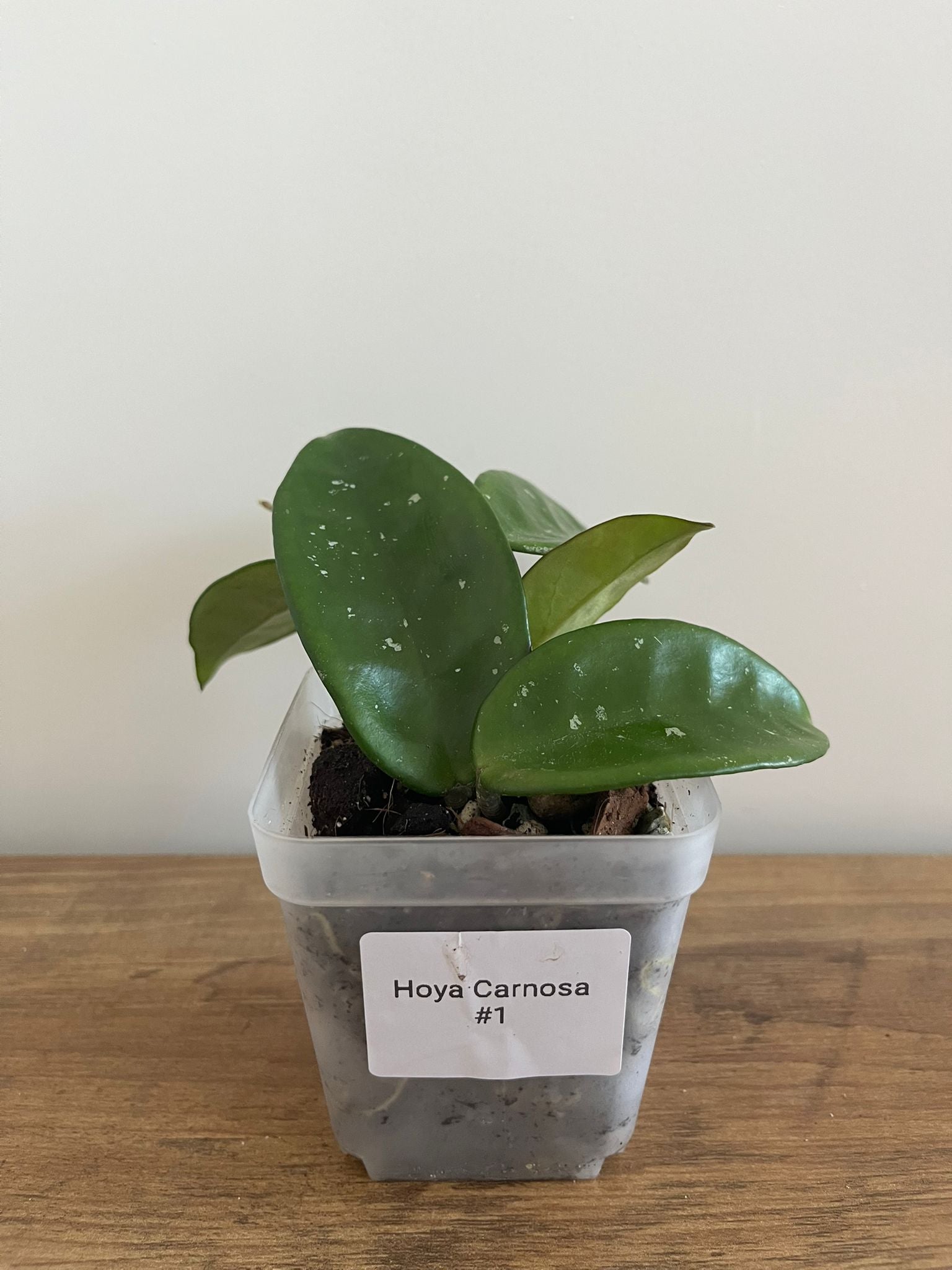 Hoya Carnosa #1