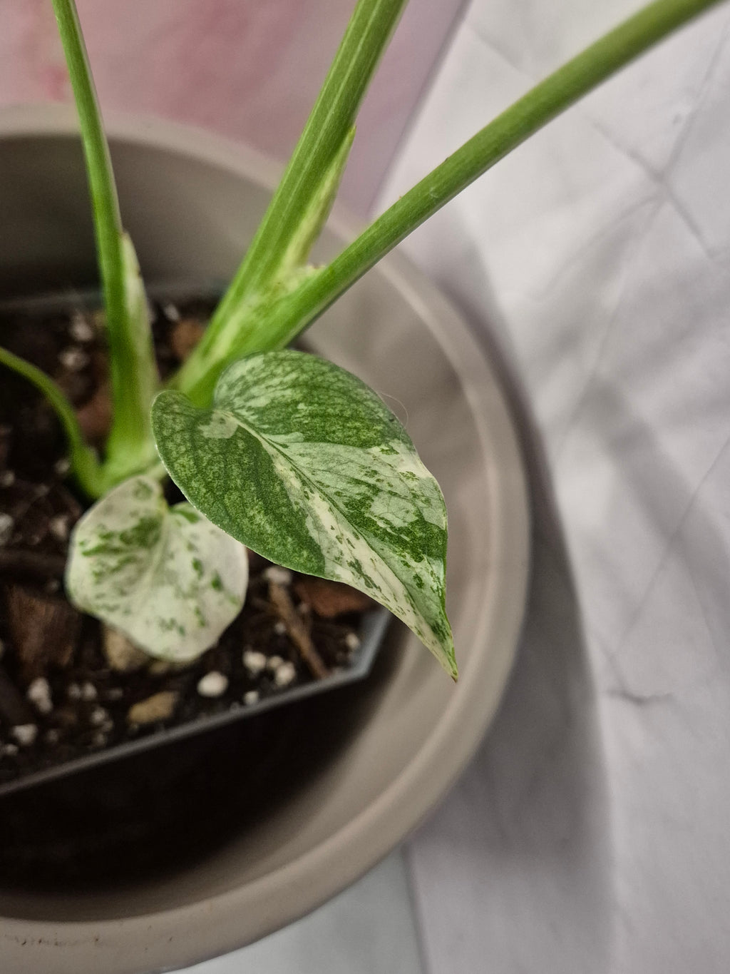 Monstera Mint #4