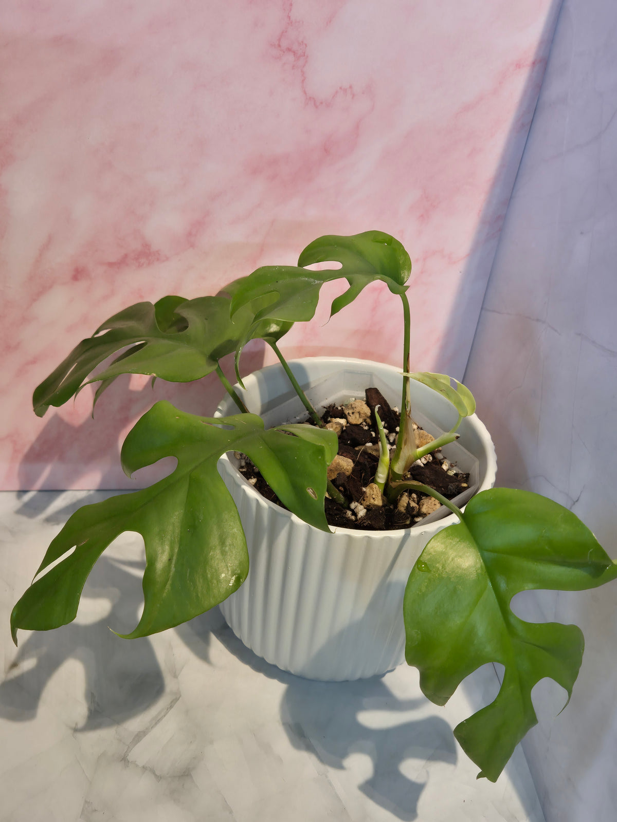 Monstera Minima (Rhaphidophora Tetrasperma) #5
