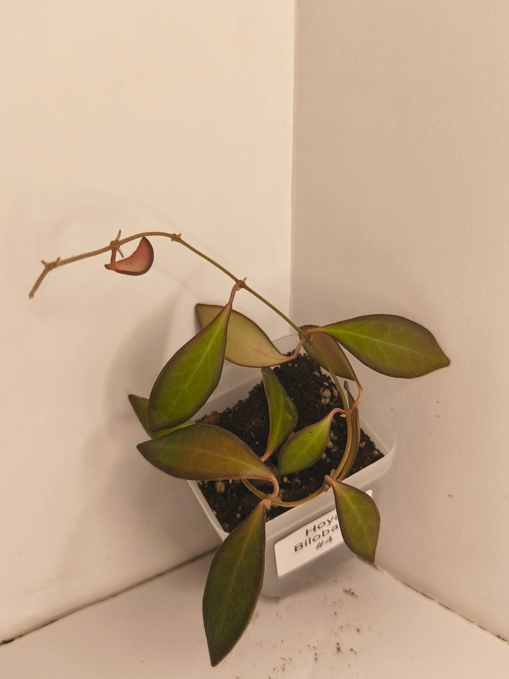 Hoya Bilobata #4