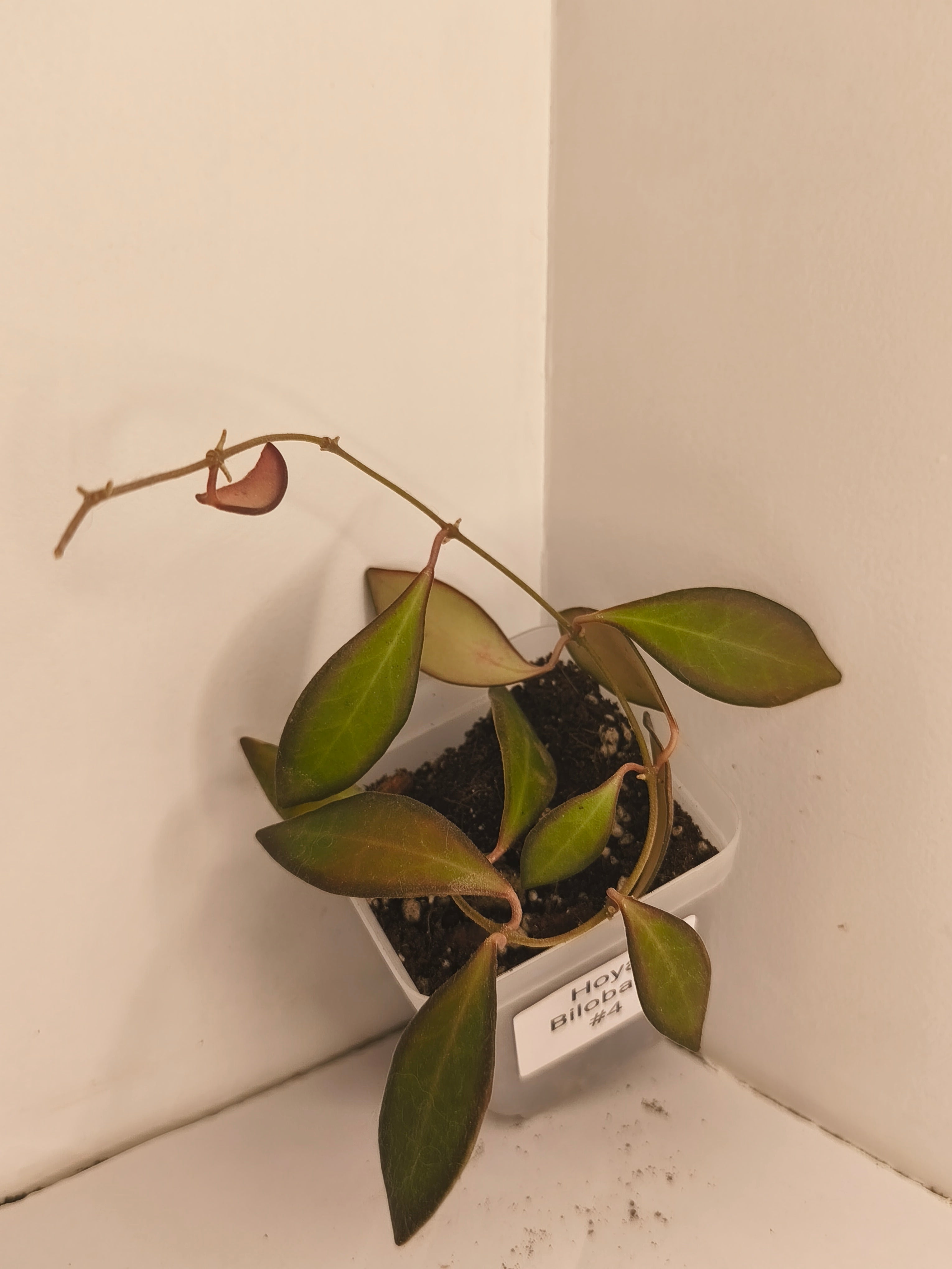 Hoya Bilobata #4
