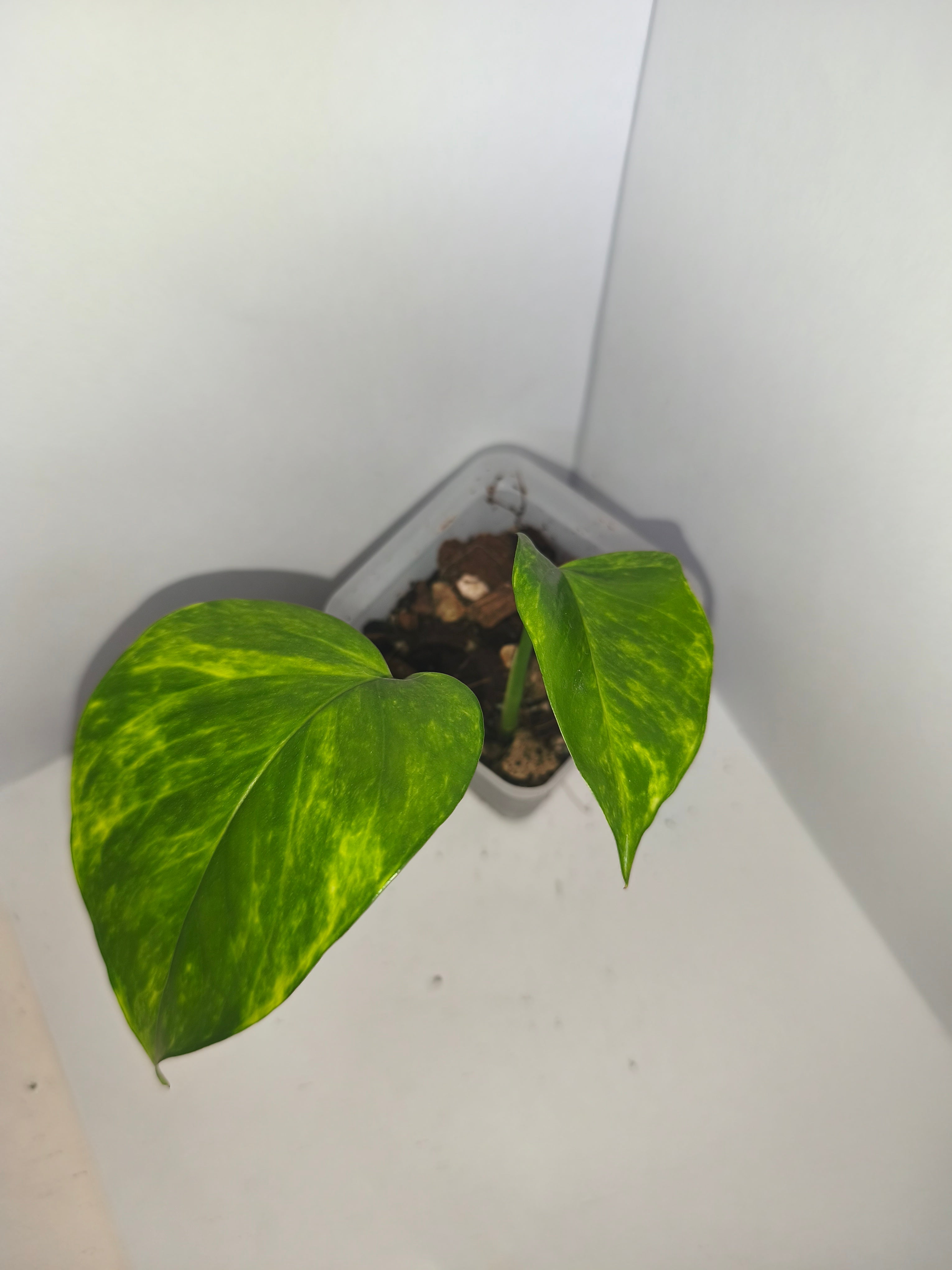 Epipremnum aureum #12