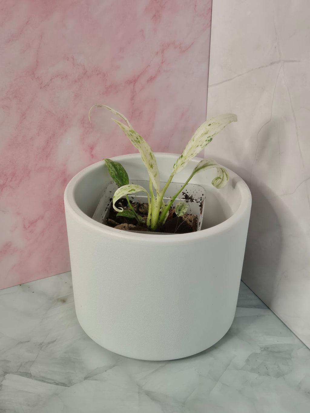 Rhaphidophora Puberula Variegata #6