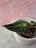Anthurium Regale #4