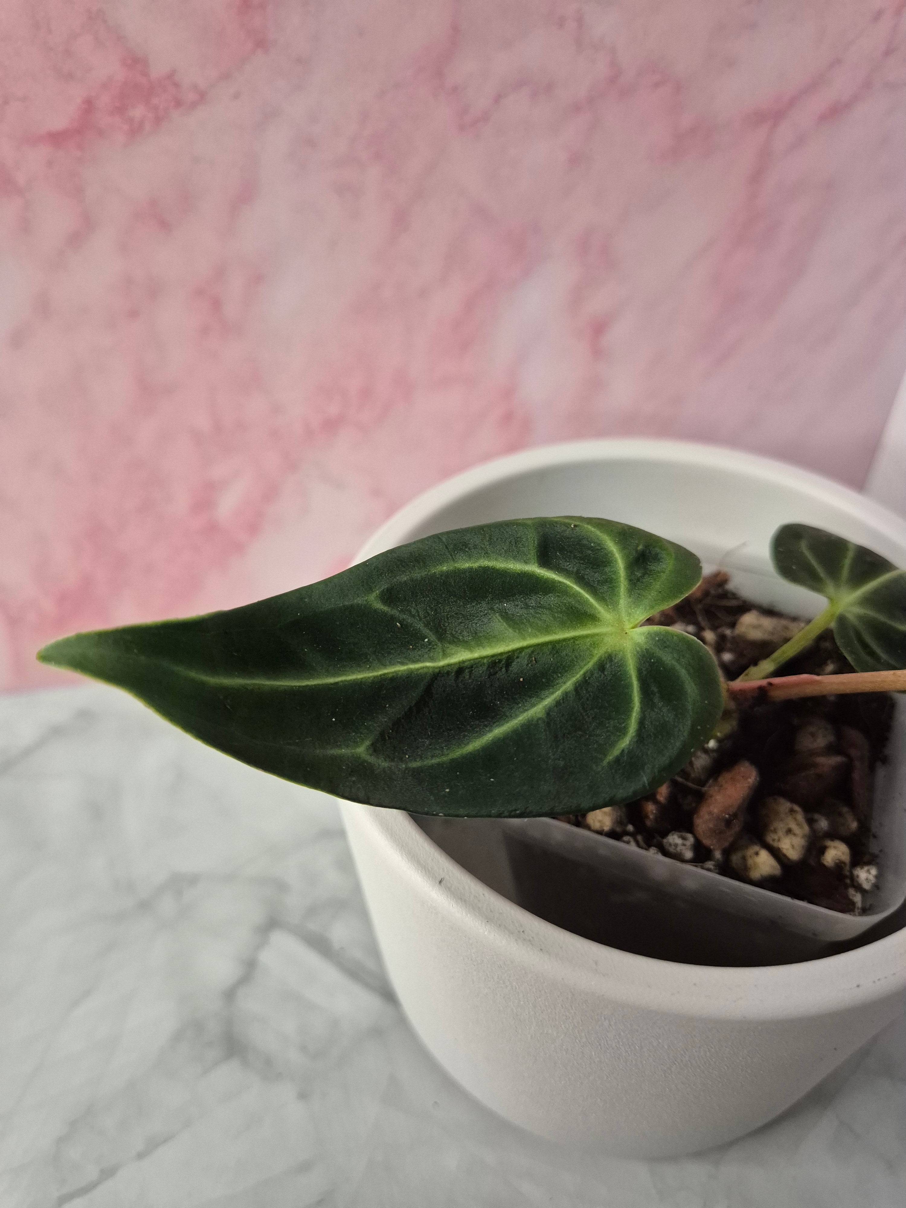 Anthurium Regale #4