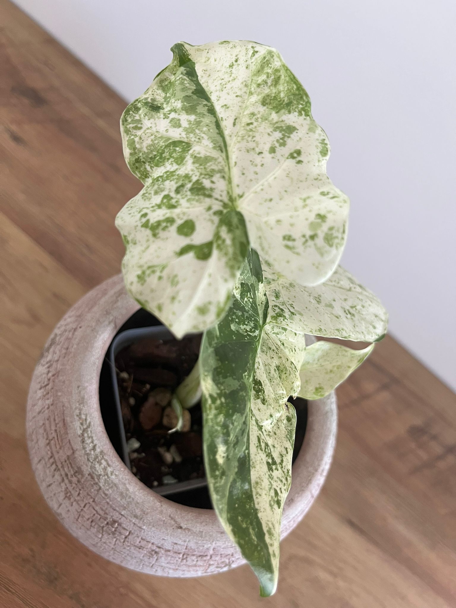 Alocasia Macrorrhiza splash #11