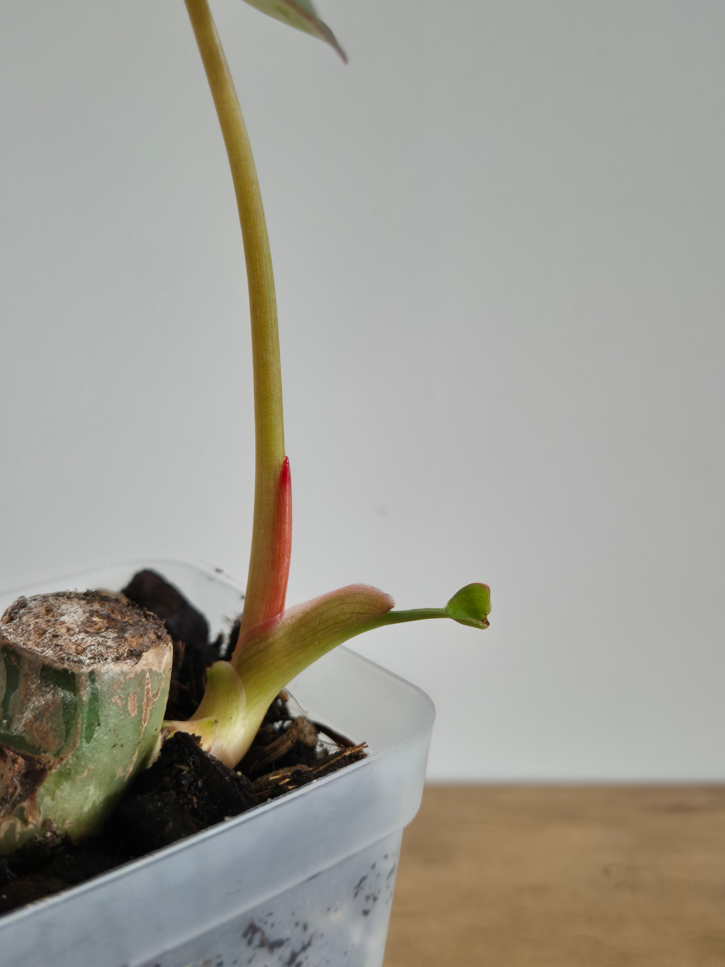 Philodendron McDowell #2