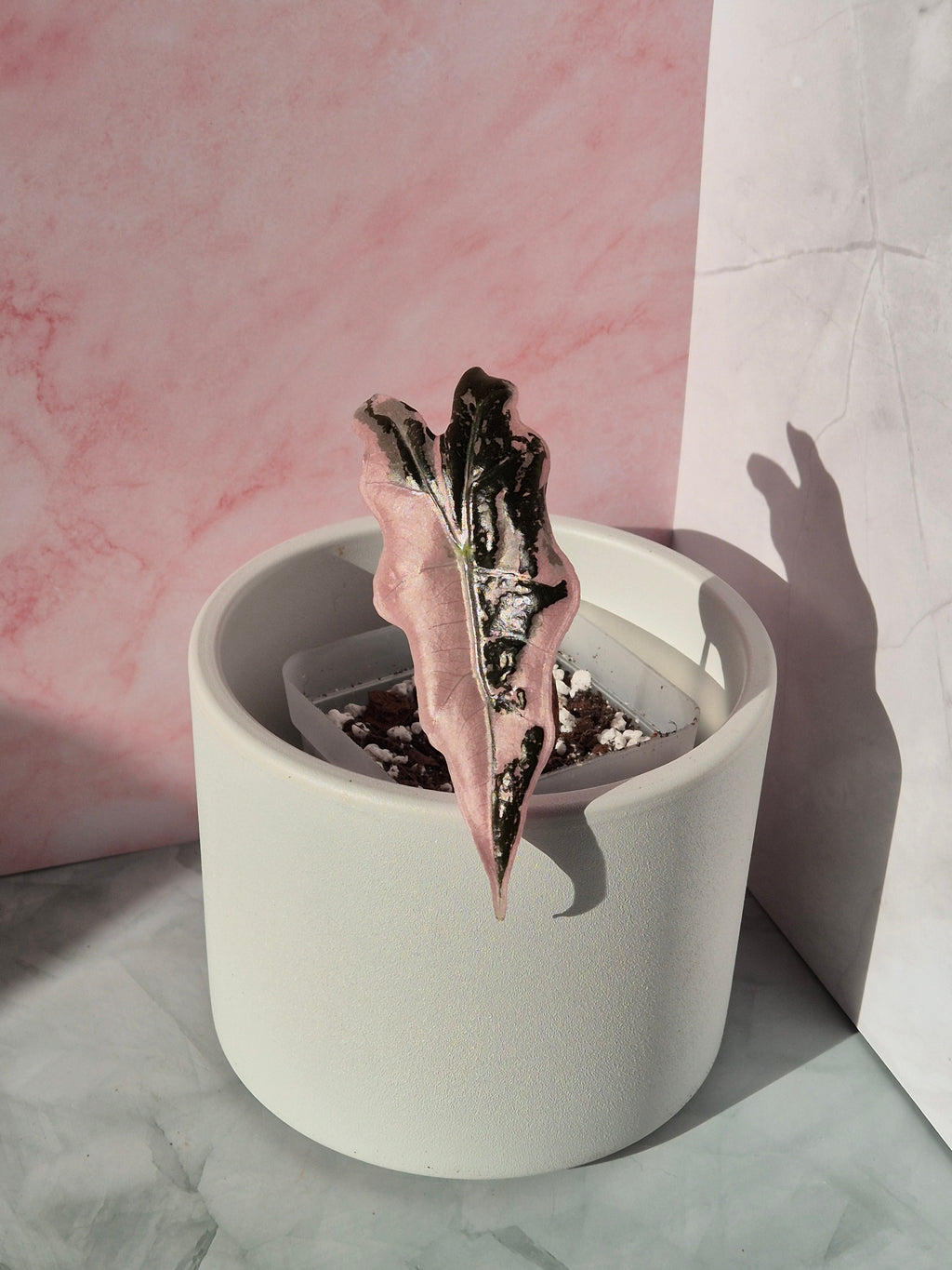 Alocasia Nobilis Pink #1