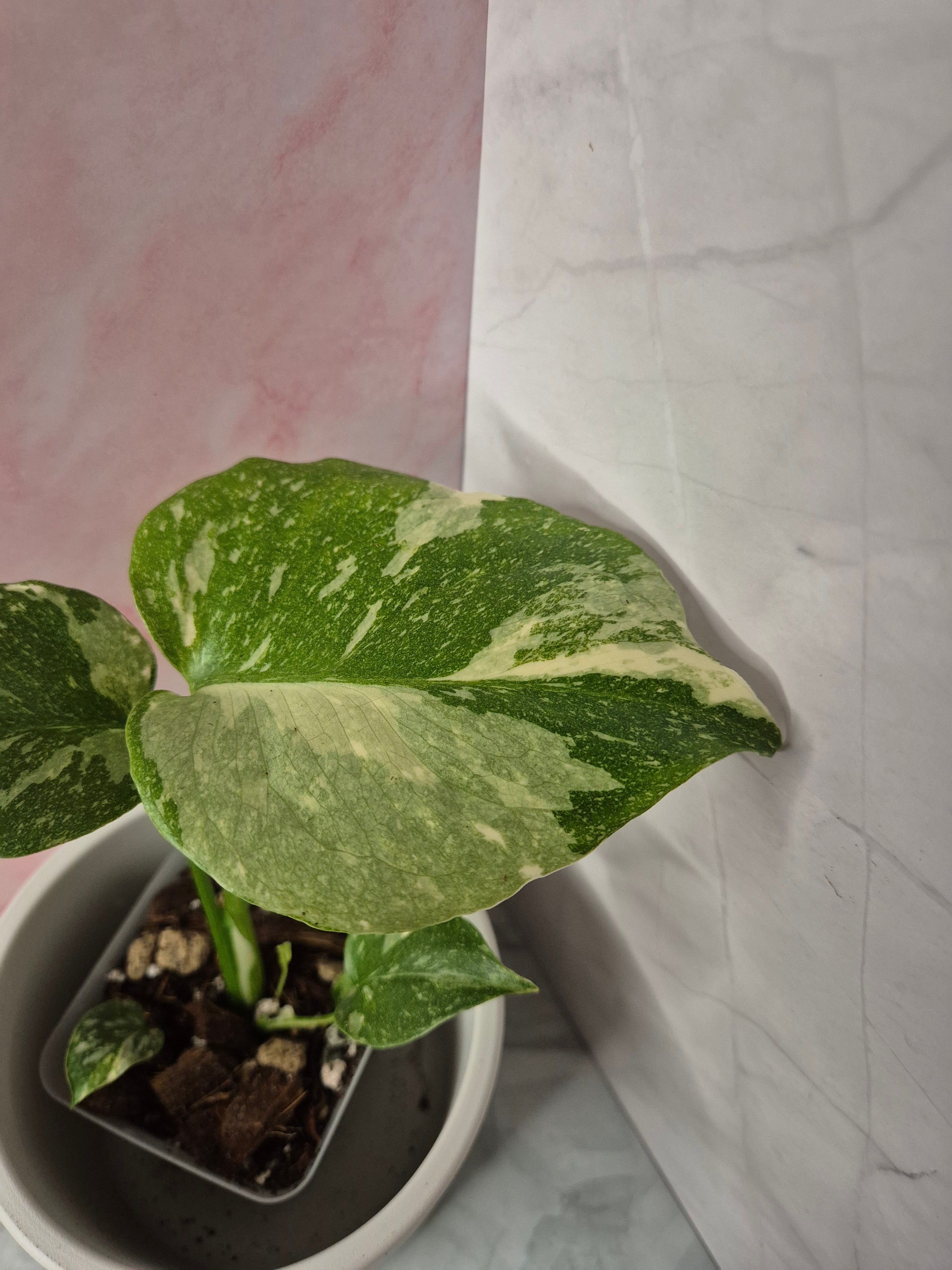 Monstera Thai Constellation #6