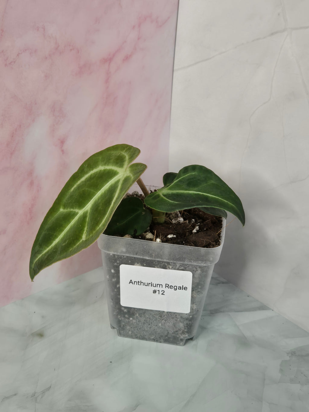 Anthurium Regale #12