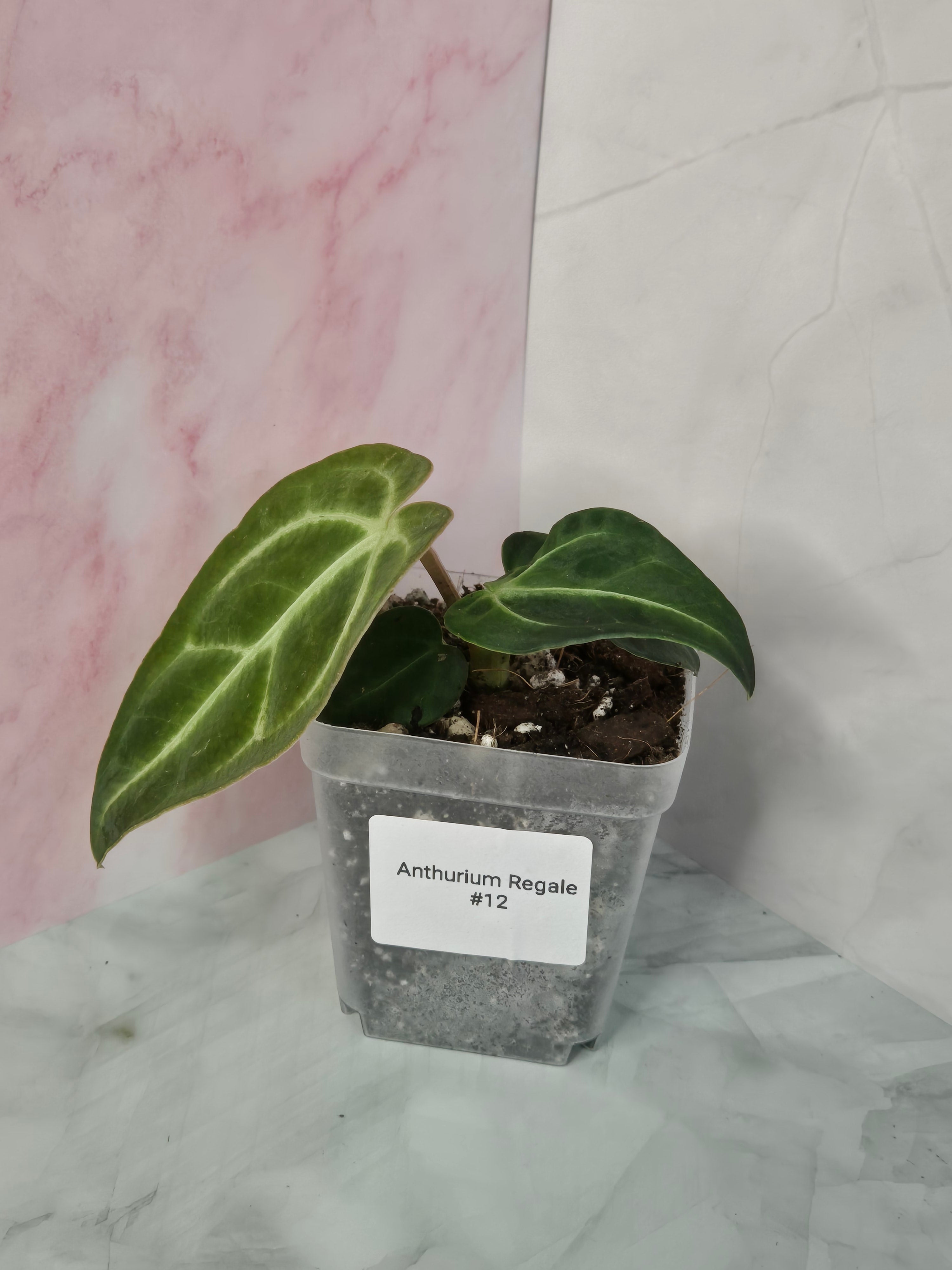 Anthurium Regale #12