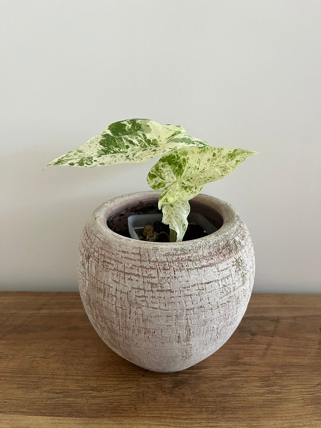 Alocasia Macrorrhiza splash #3