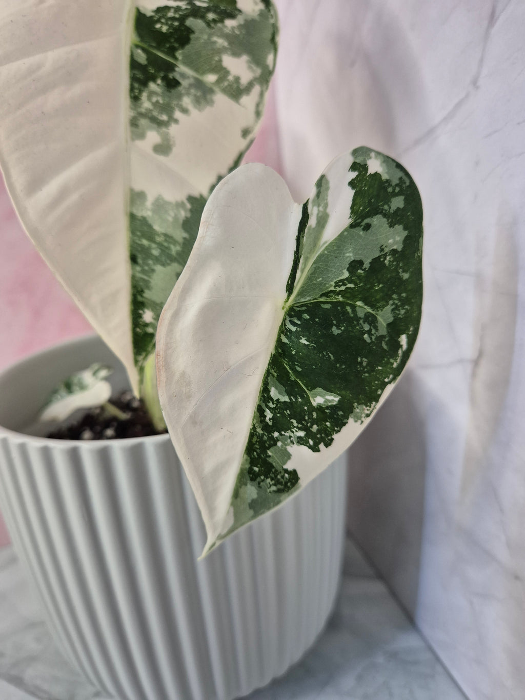 Alocasia Micholitziana Frydek Variegated #4