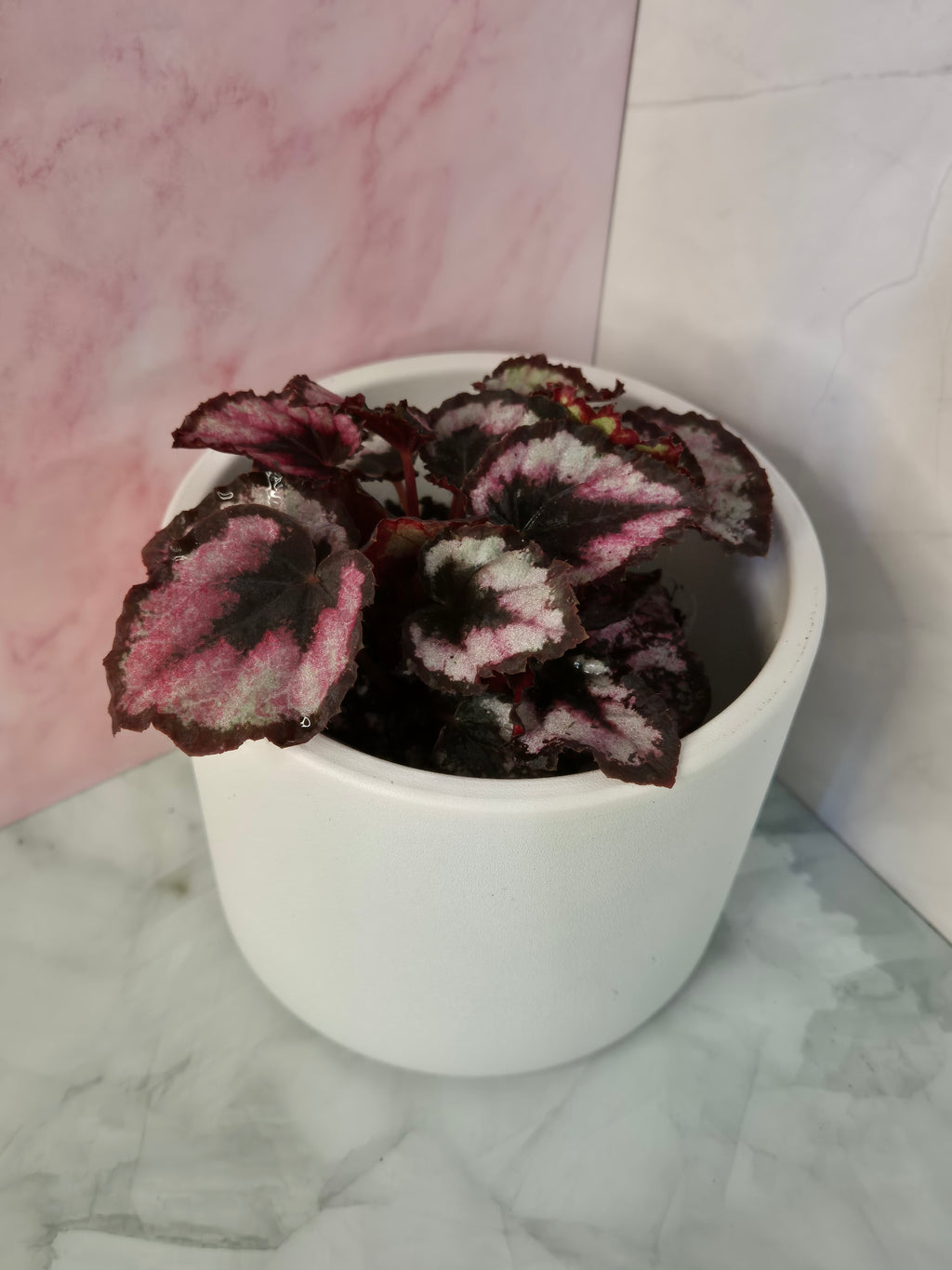 Begonia Red Heart #8