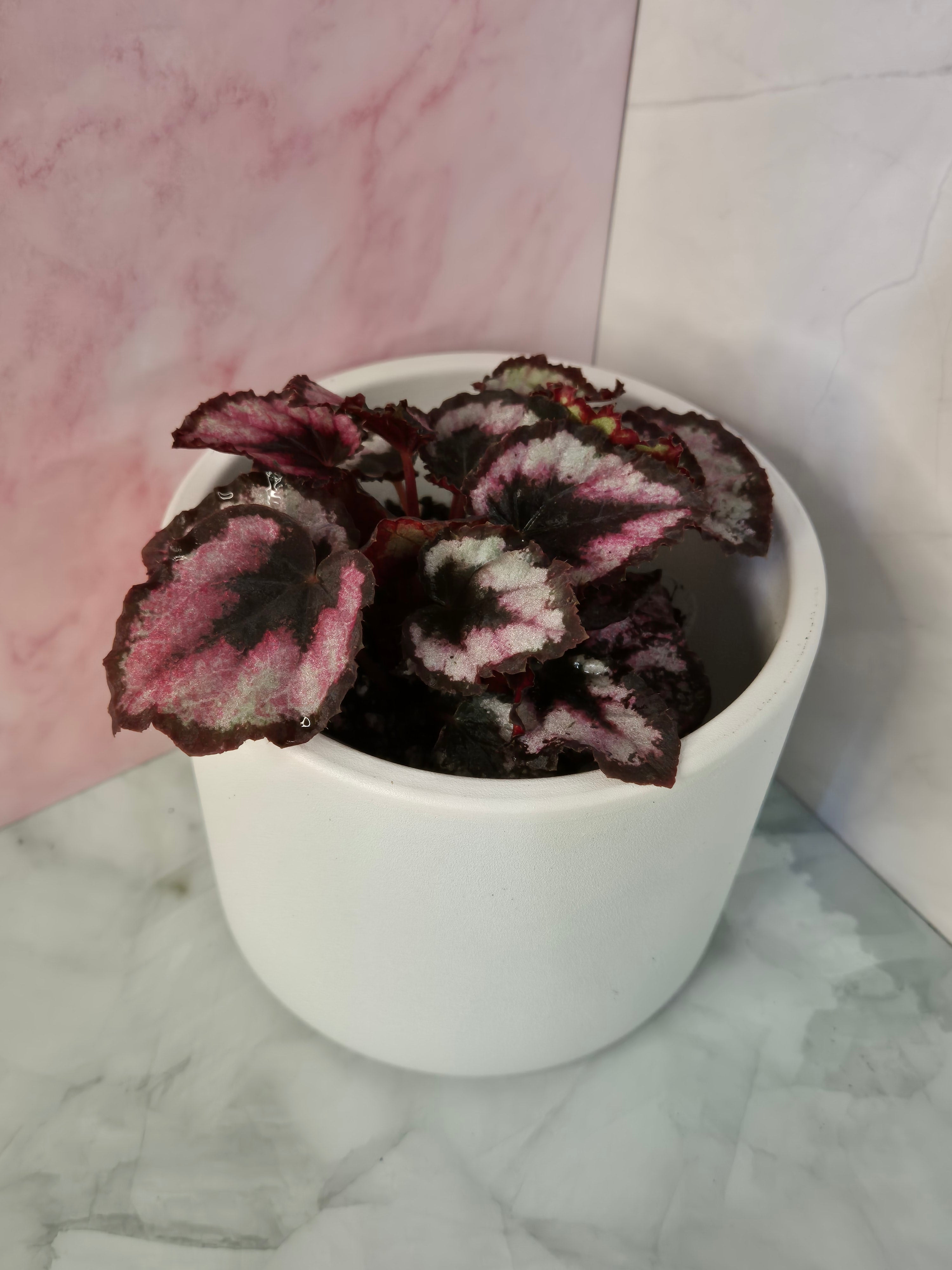 Begonia Red Heart #8