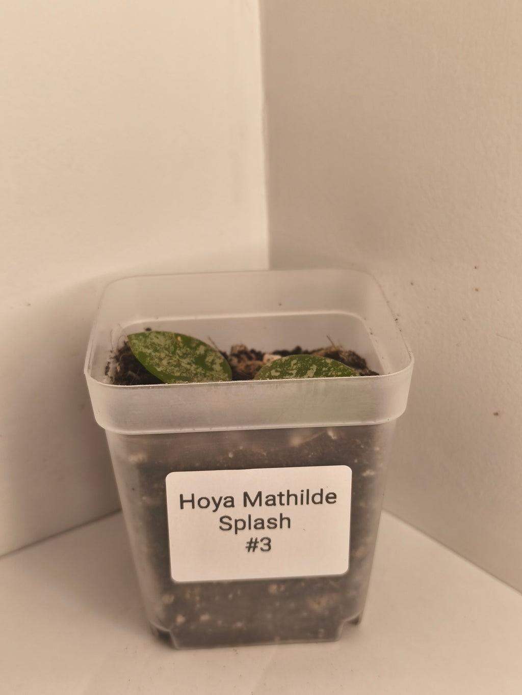 Hoya Mathilde Splash #3