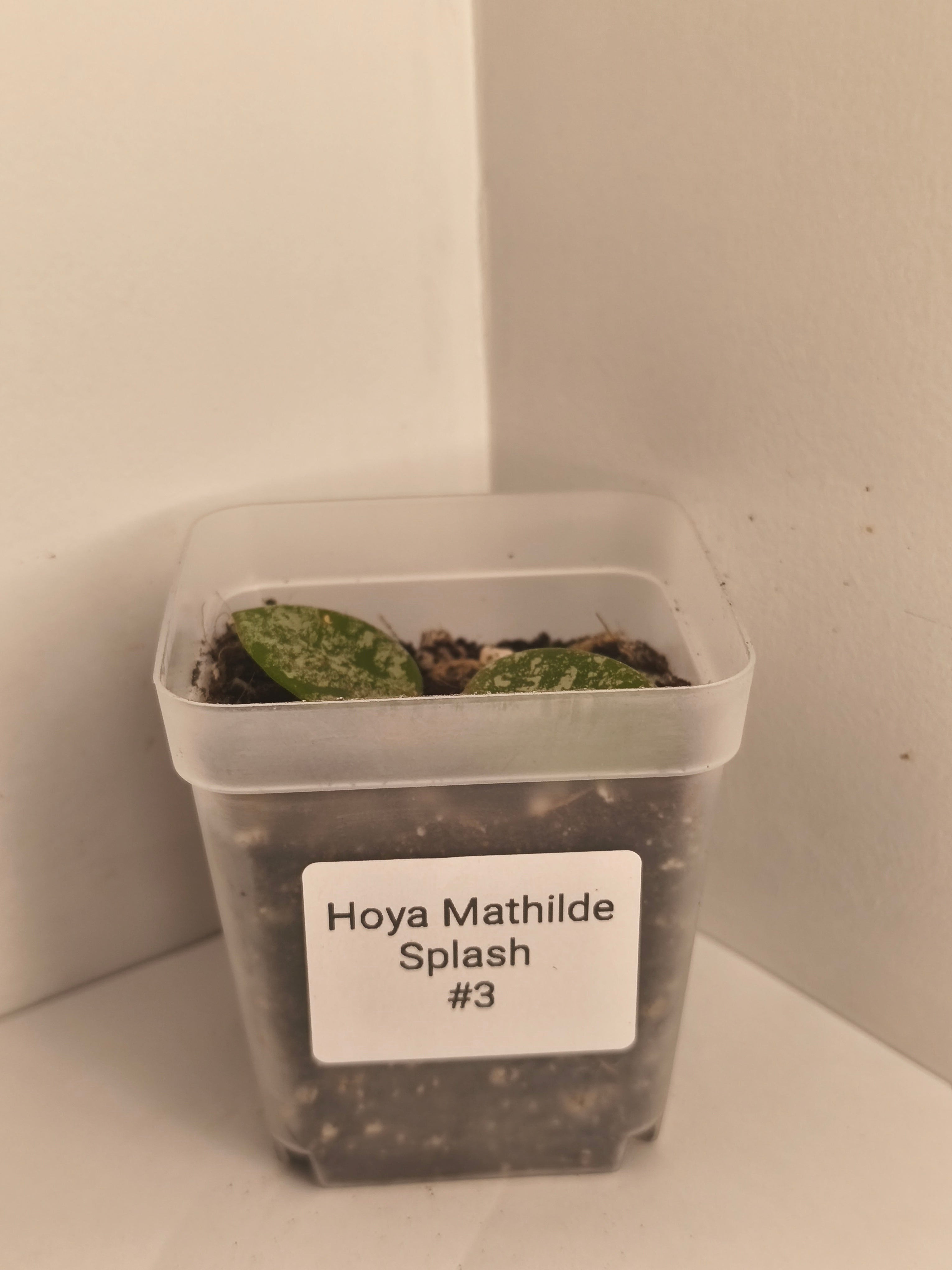 Hoya Mathilde Splash #3
