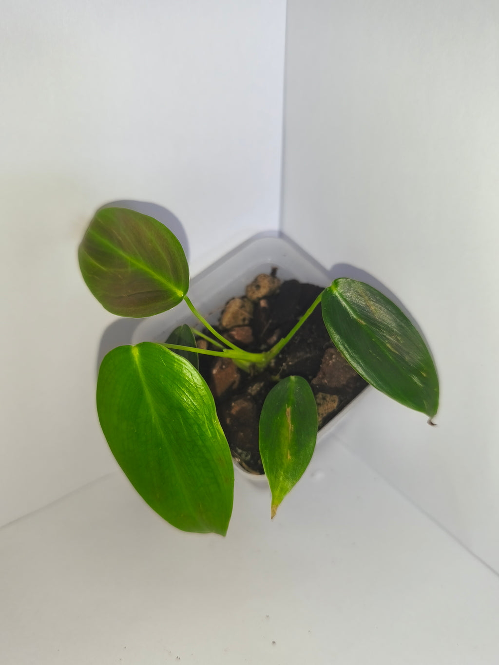 Philodendron Patriciae #2