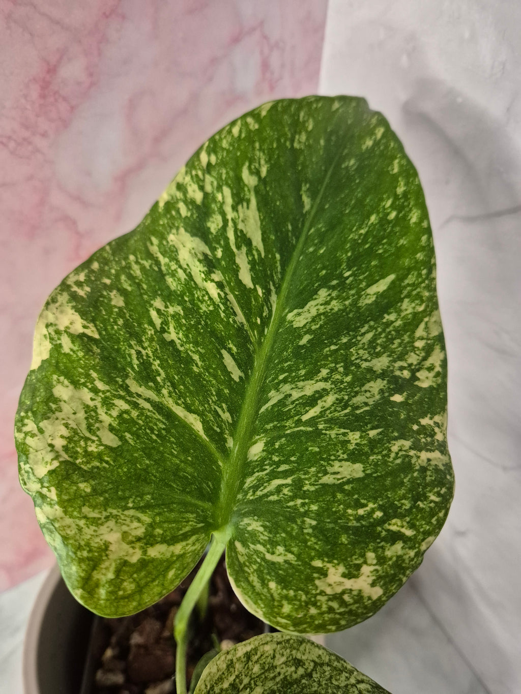 Monstera Mint #2