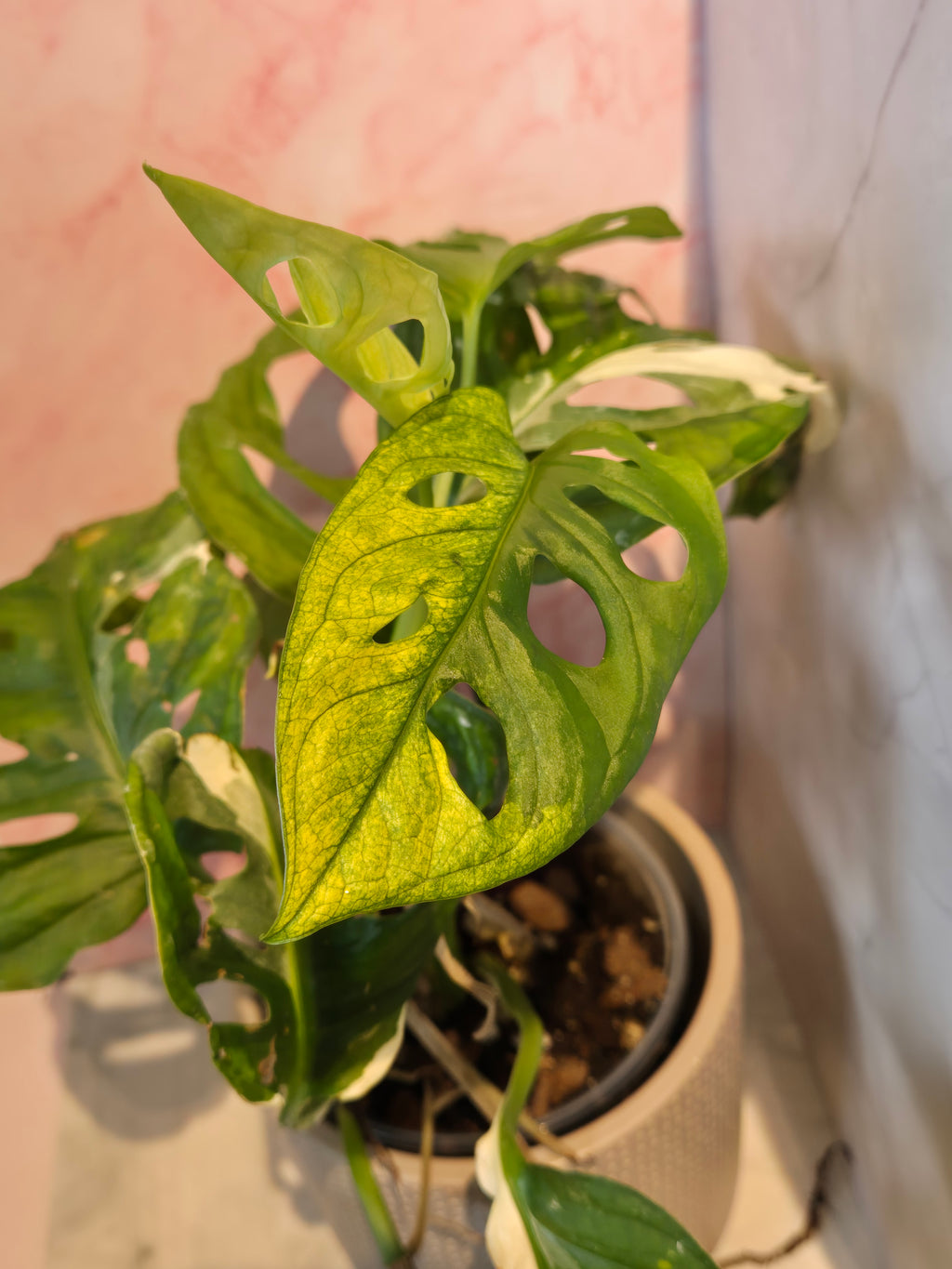 Monstera Adansonii Variegated #3