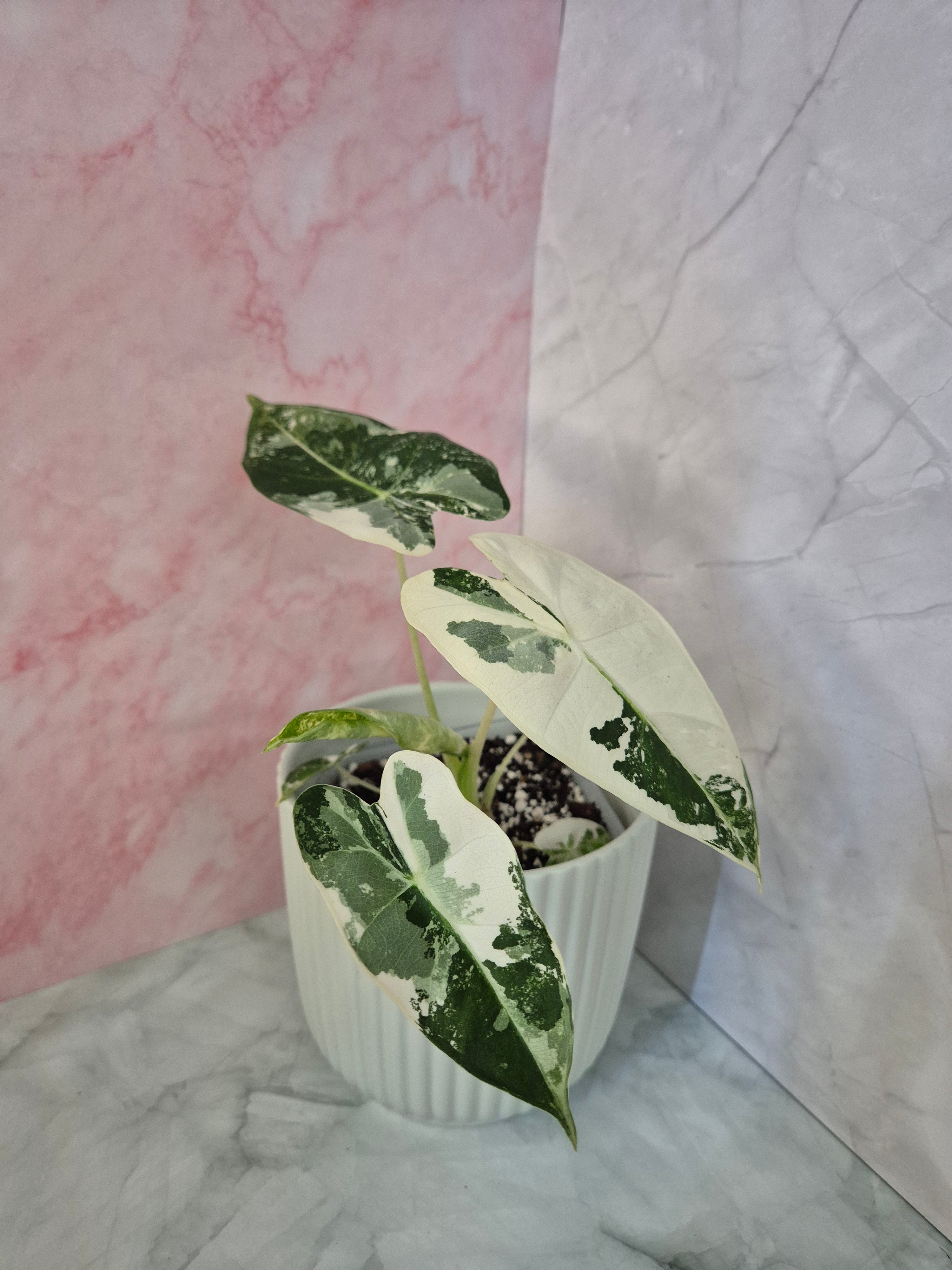 Alocasia Micholitziana Frydek Variegated #8