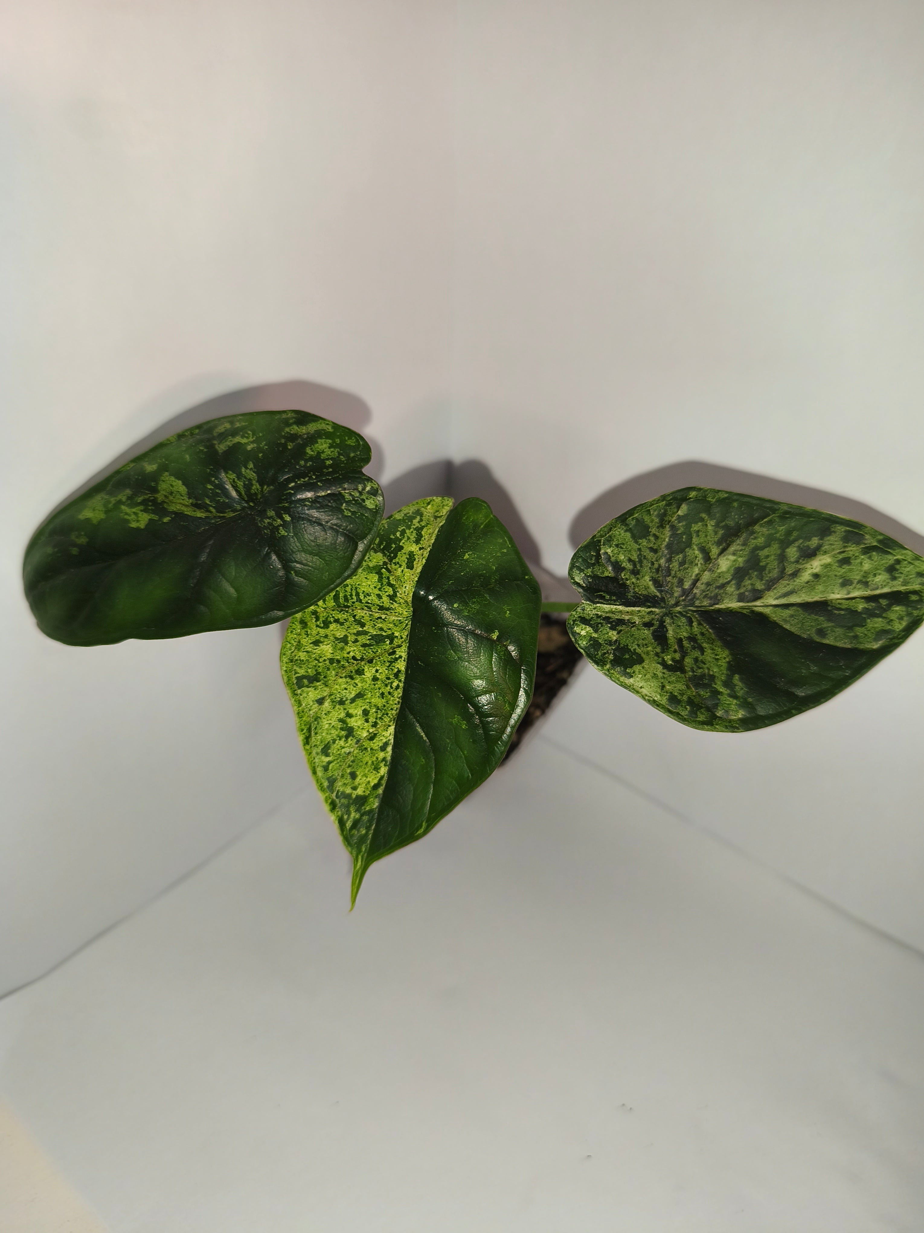 Alocasia Dragon Scale mint #3