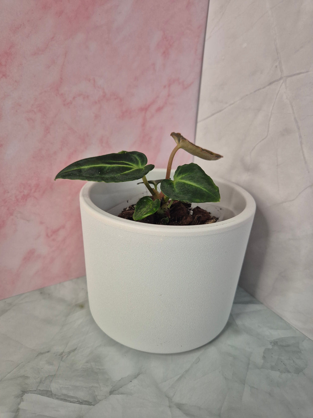 Anthurium Regale #3