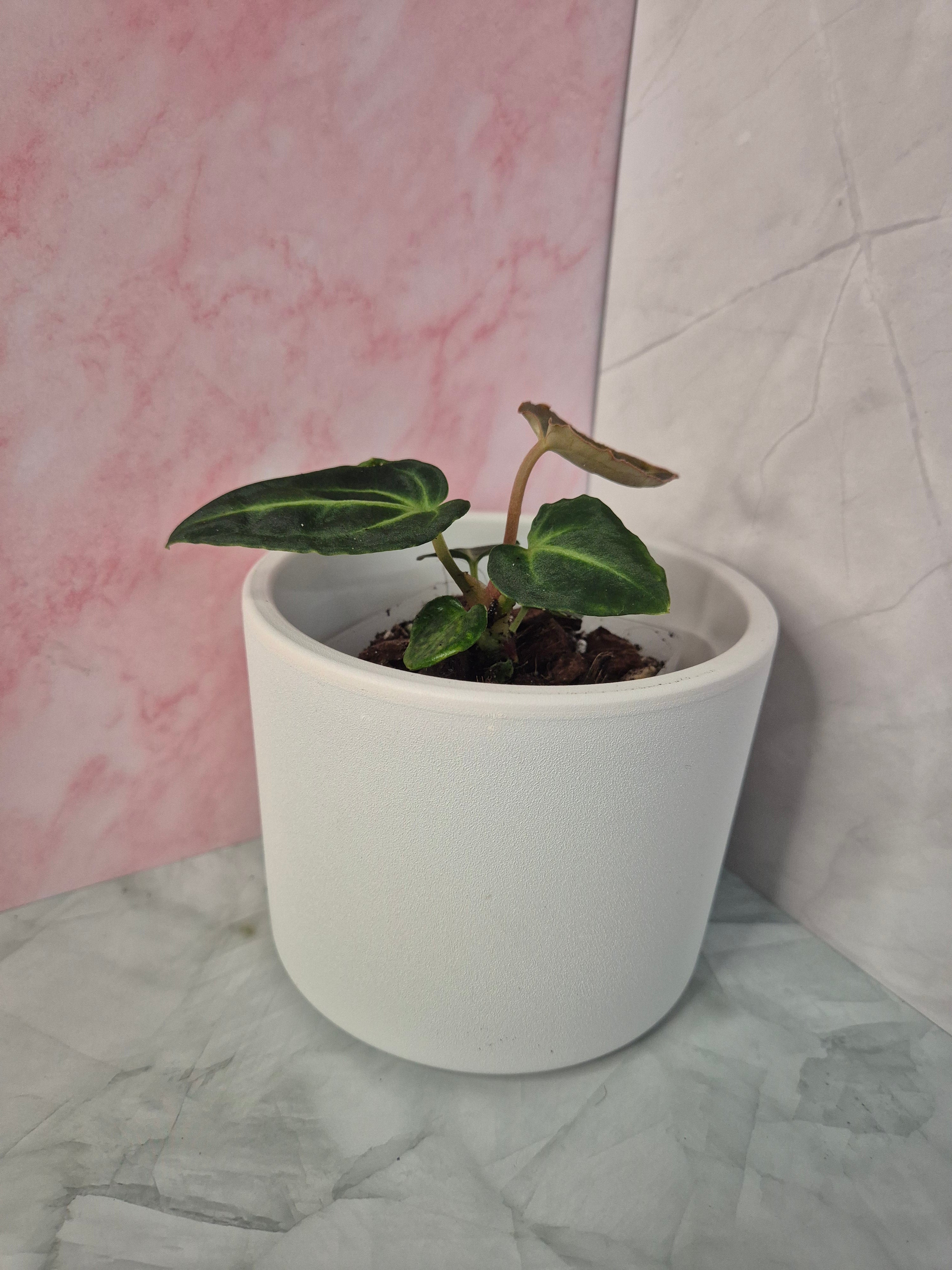 Anthurium Regale #3