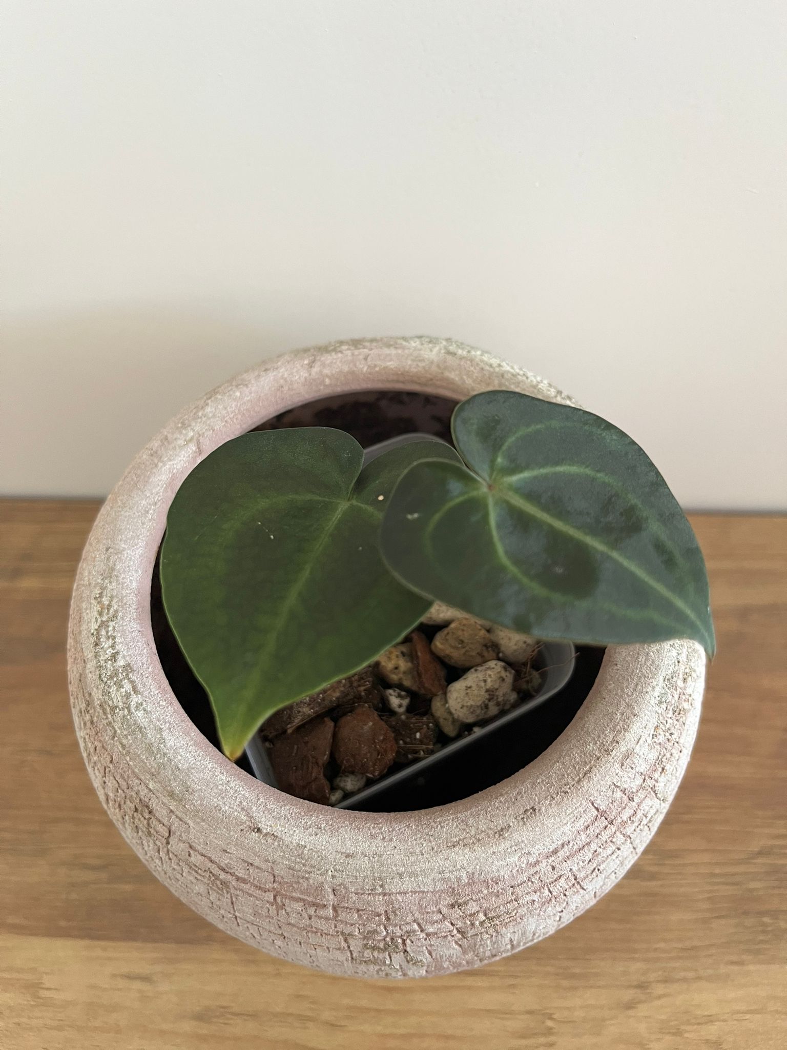 Anthurium Crystallinum #1