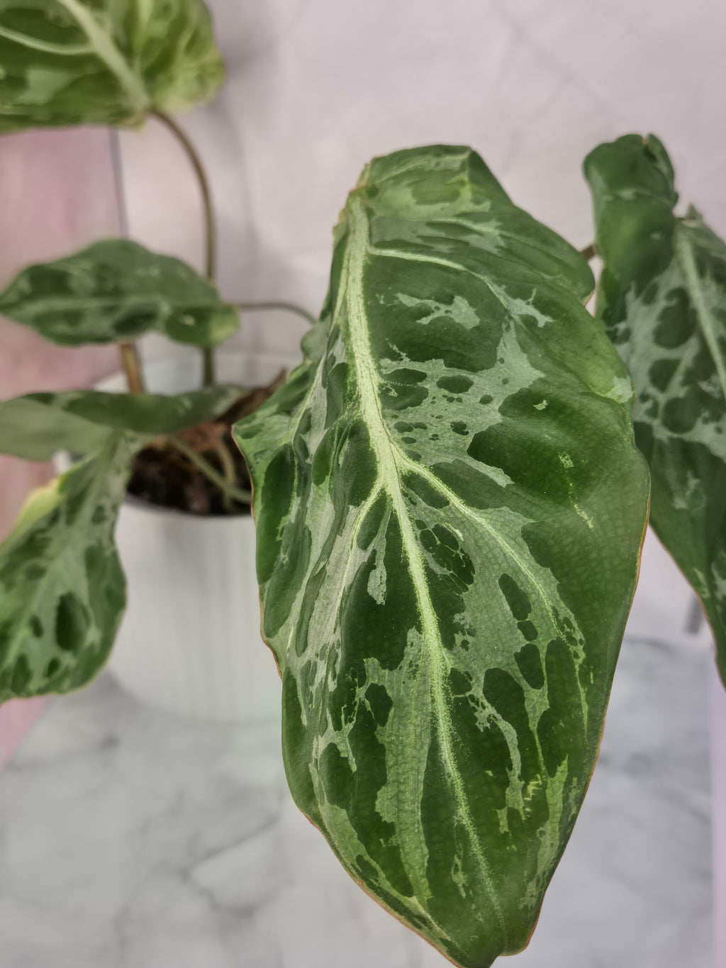 Philodendron Gloriosum Snow Leopard #1