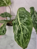 Philodendron Gloriosum Snow Leopard #1