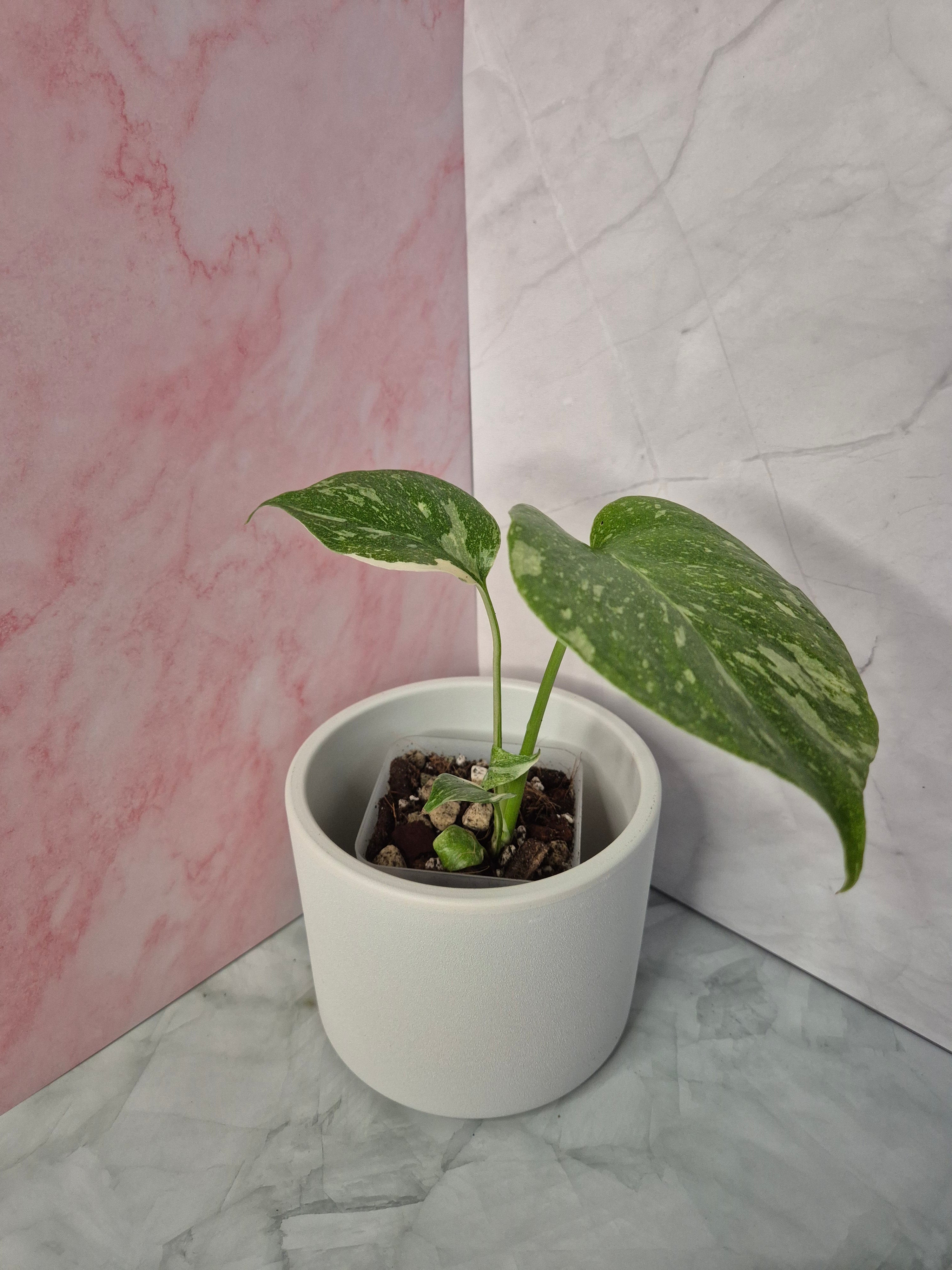 Monstera Thai Constellation #1
