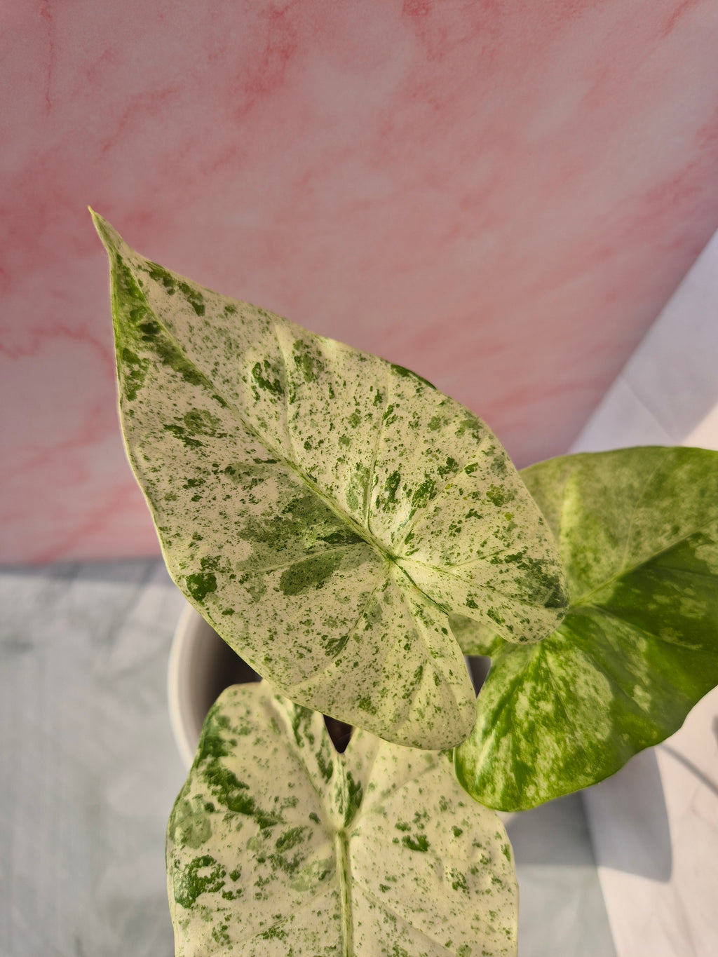 Alocasia Macrorrhiza splash #6