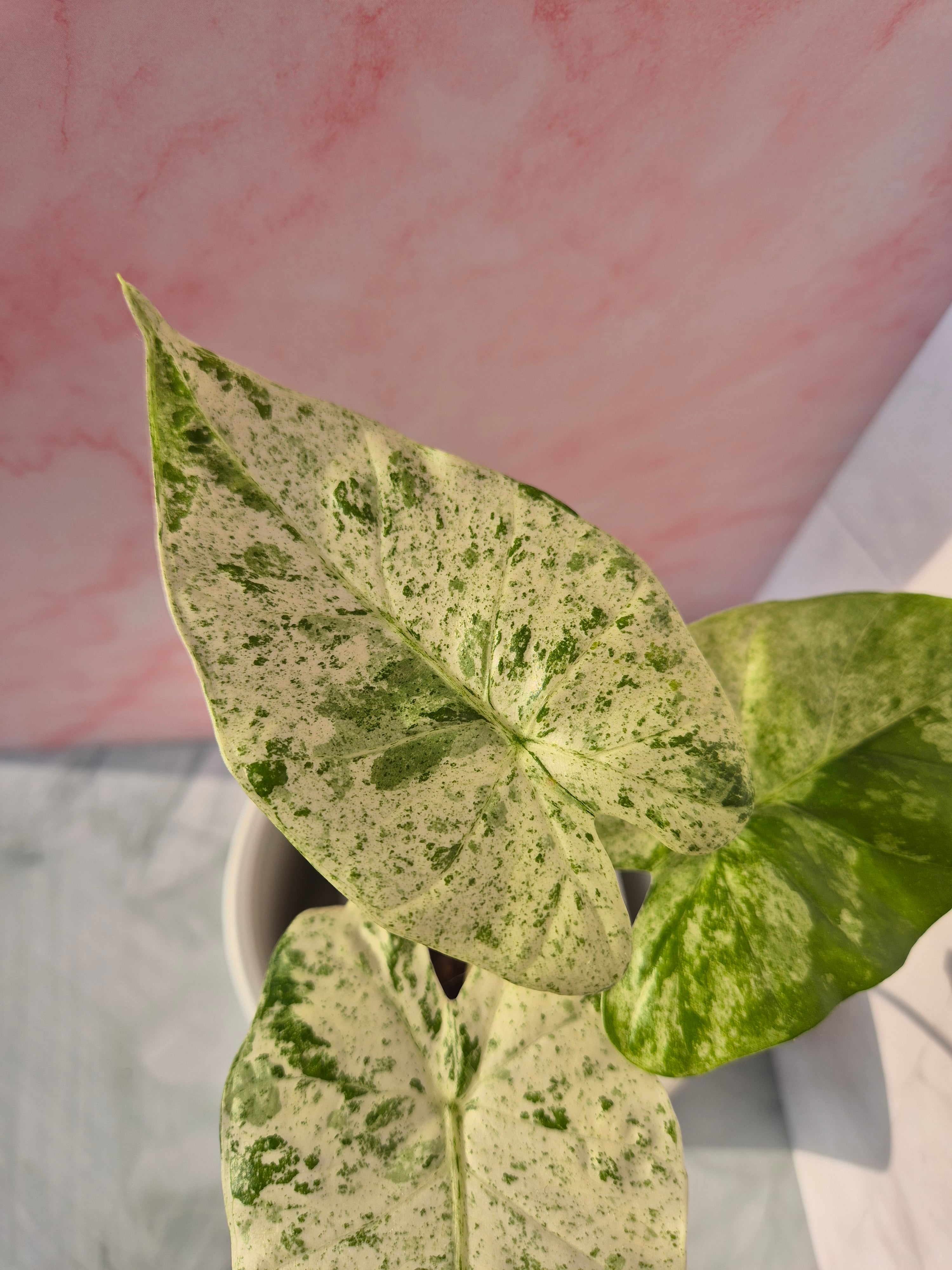 Alocasia Macrorrhiza splash #6