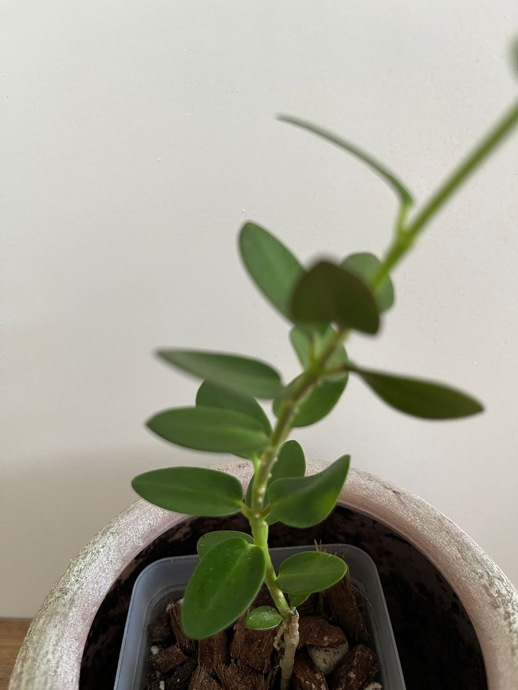 Hoya Cumingiana #3