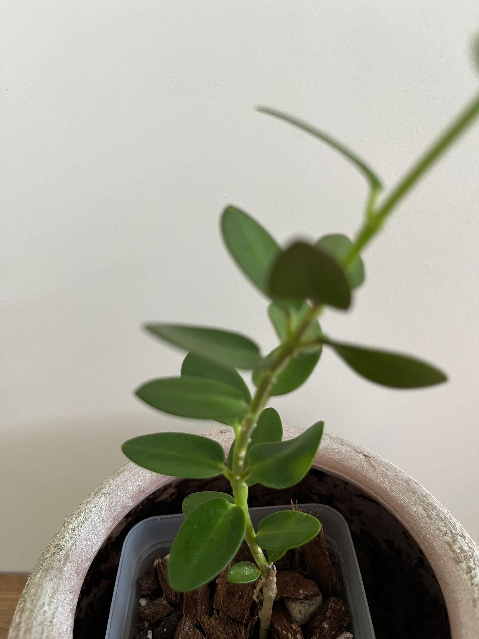 Hoya Cumingiana #3