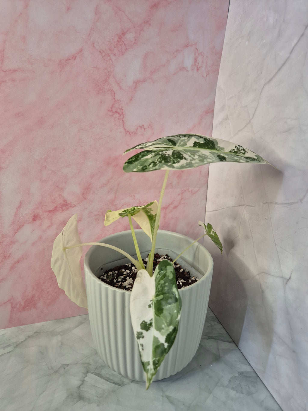 Alocasia Micholitziana Frydek Variegated #1