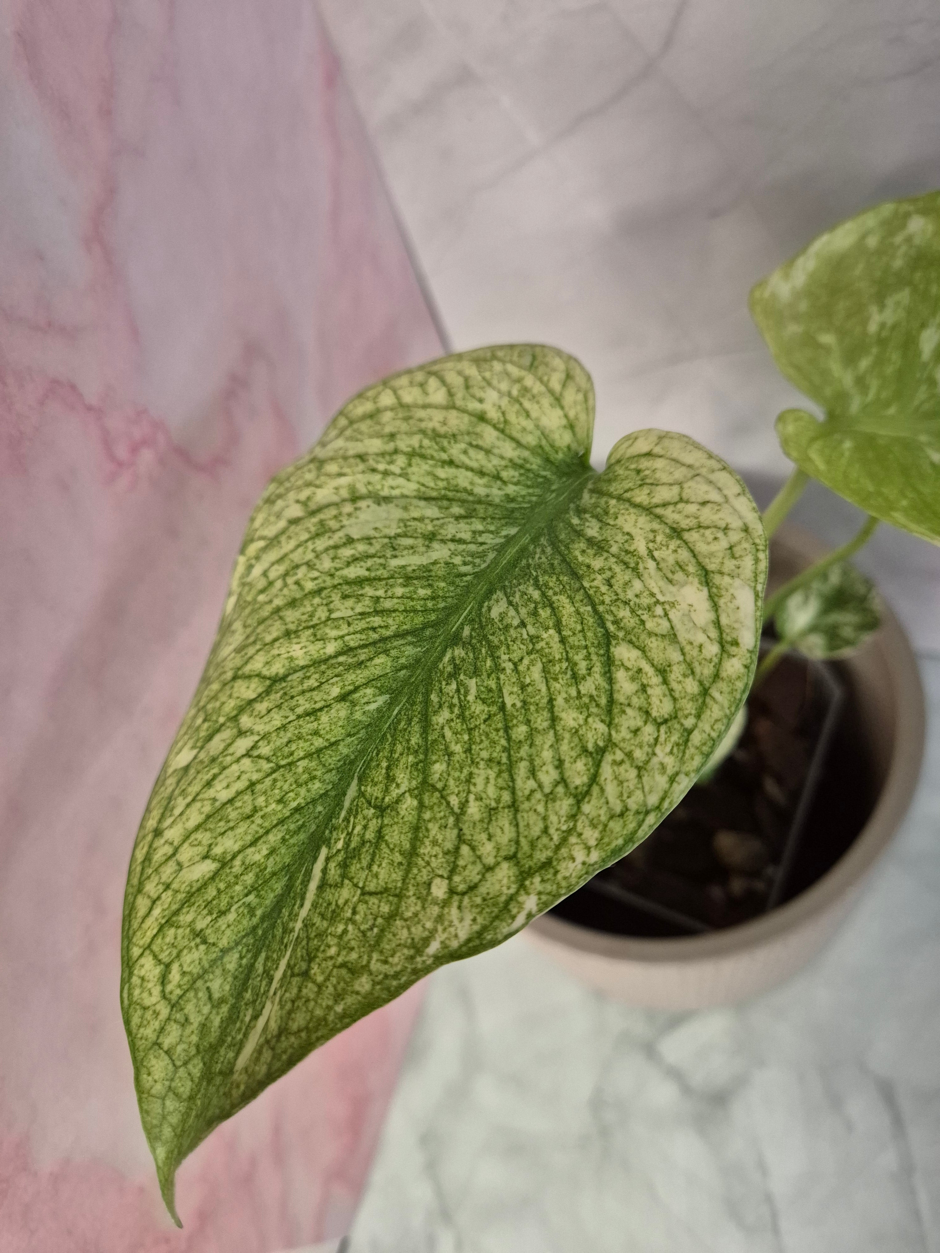 Monstera Mint #3