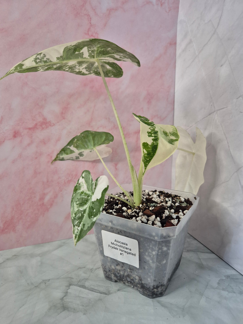 Alocasia Micholitziana Frydek Variegated #1