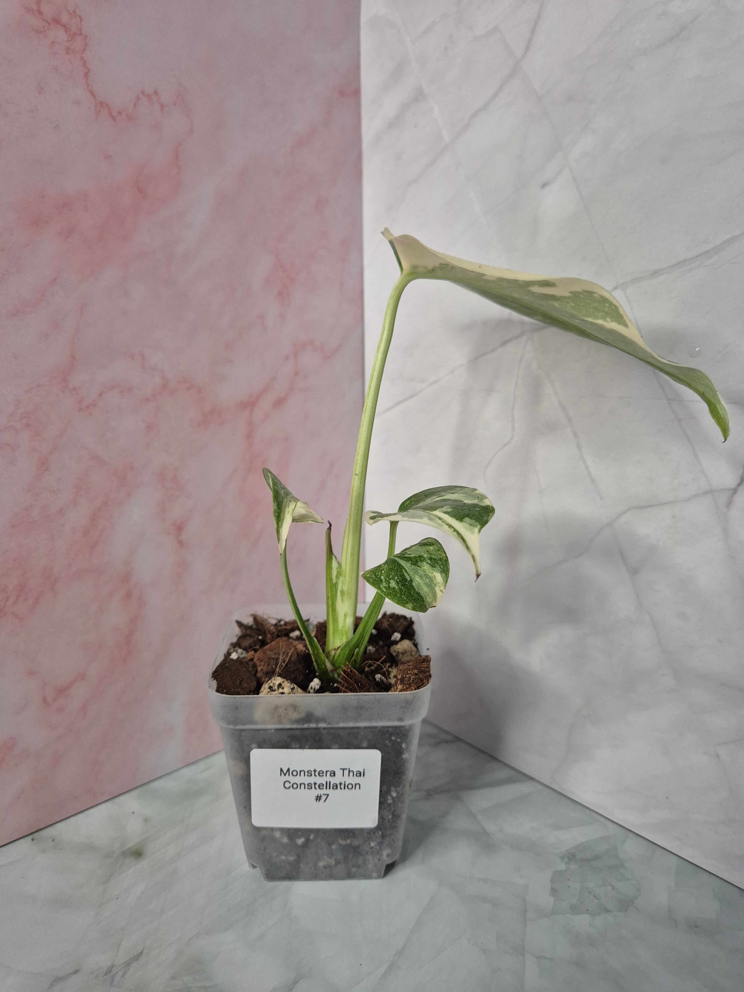 Monstera Thai Constellation #7