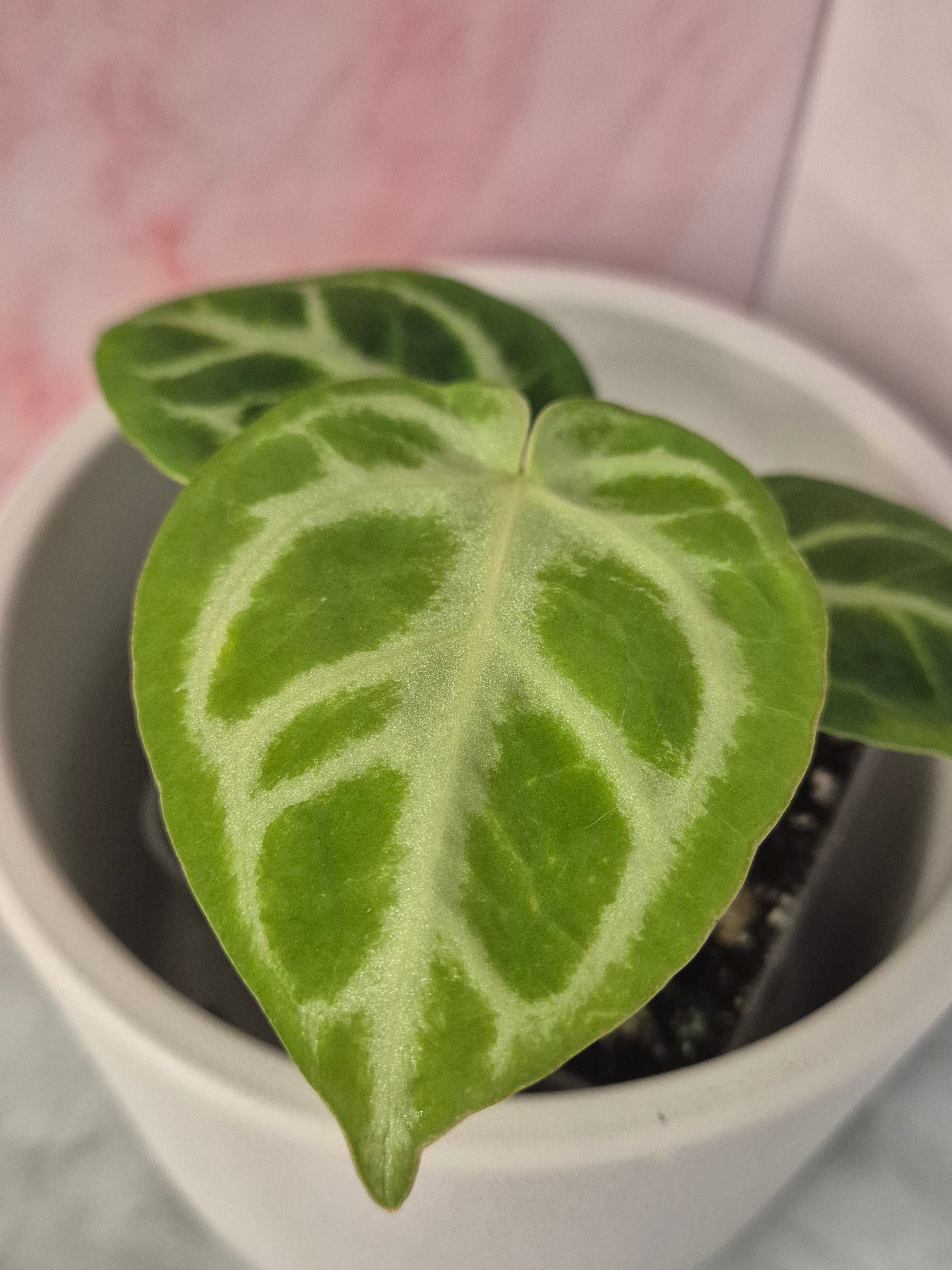 Anthurium Crystallinum #6