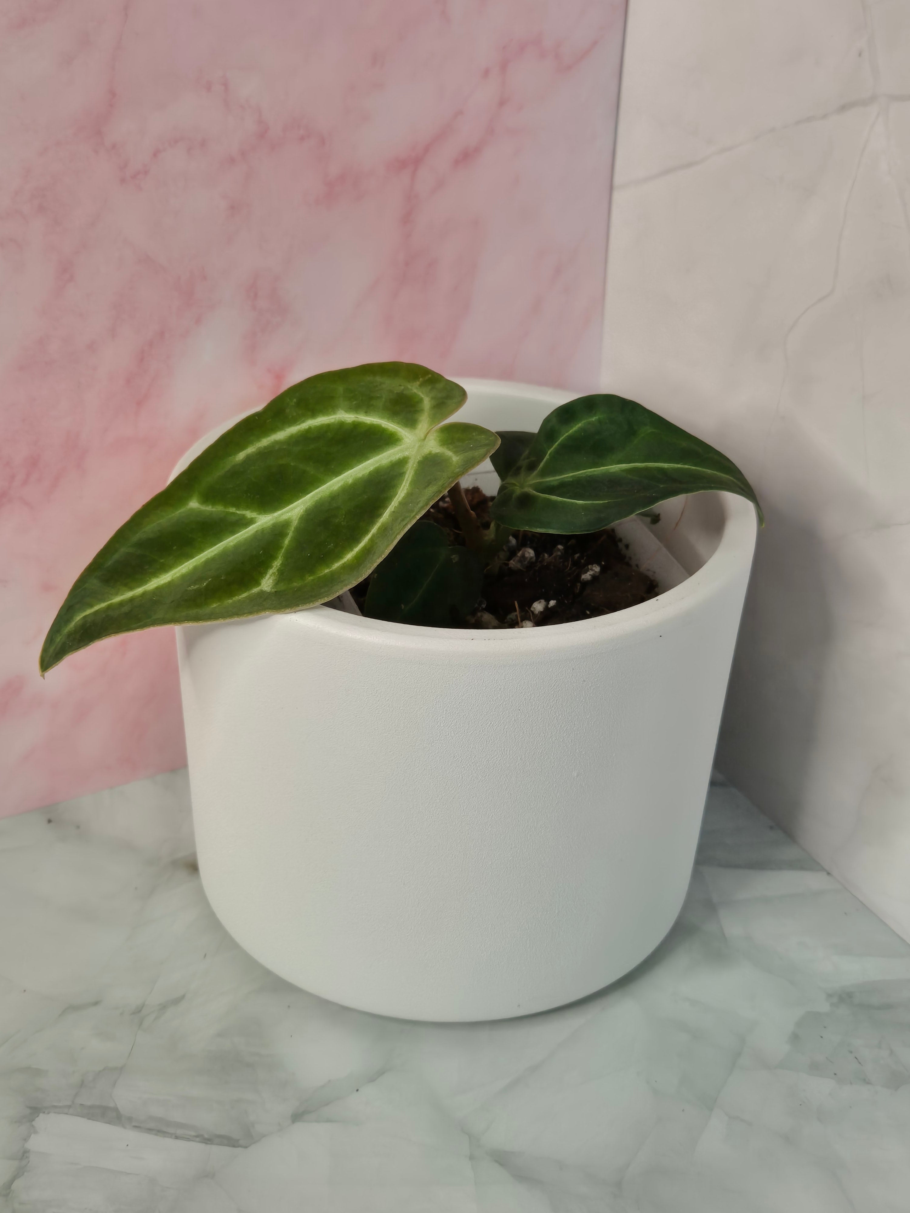 Anthurium Regale #12